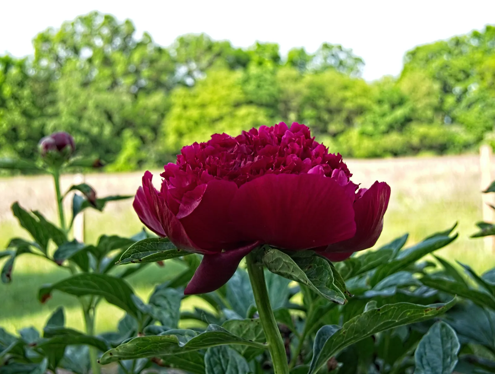 Red Charm Peony (Paeonia 'Red Charm') — making them excellent for cut flower arrangements