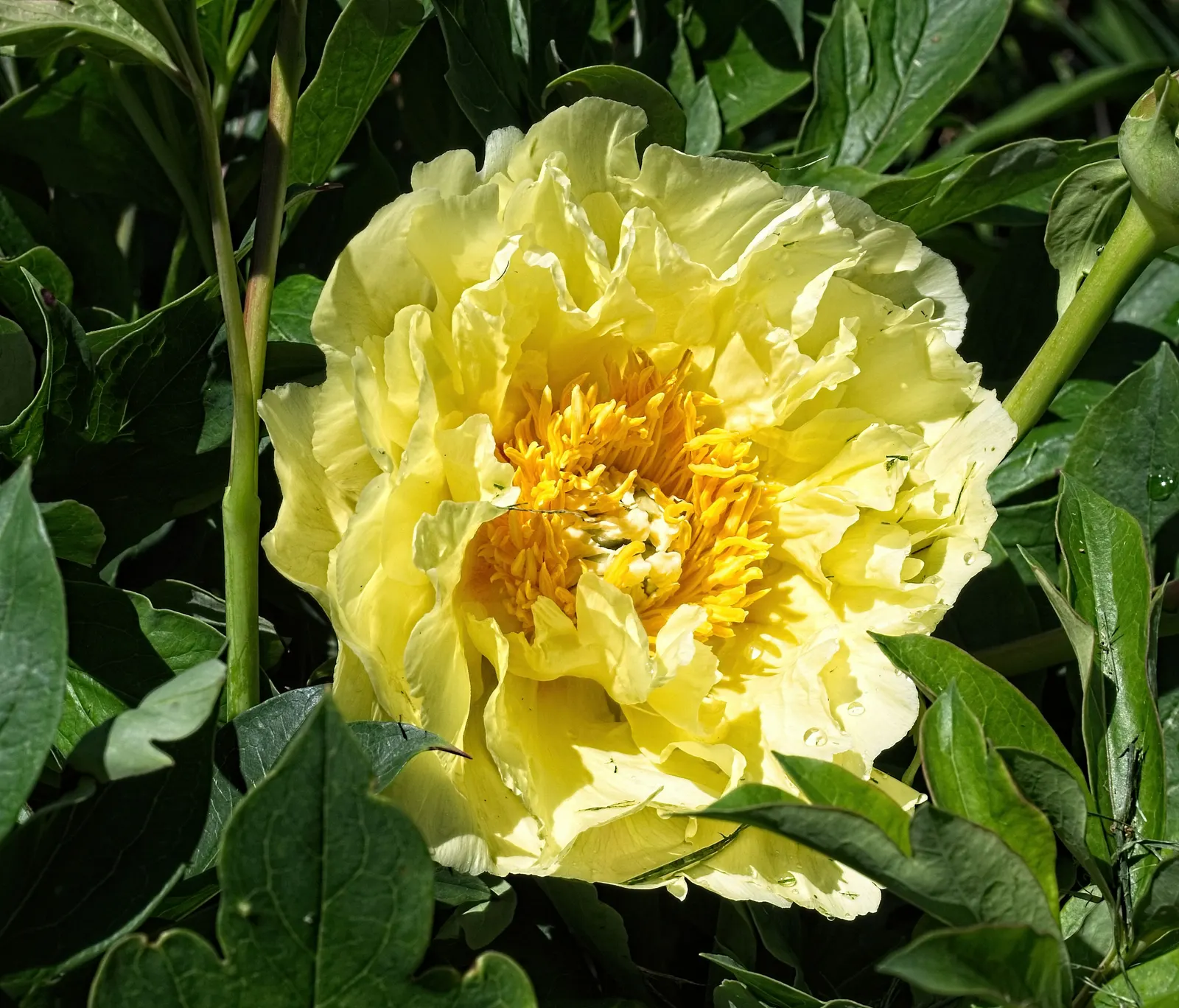 Red Charm Peony (Paeonia 'Red Charm') — This variety of peony boasts voluptuous