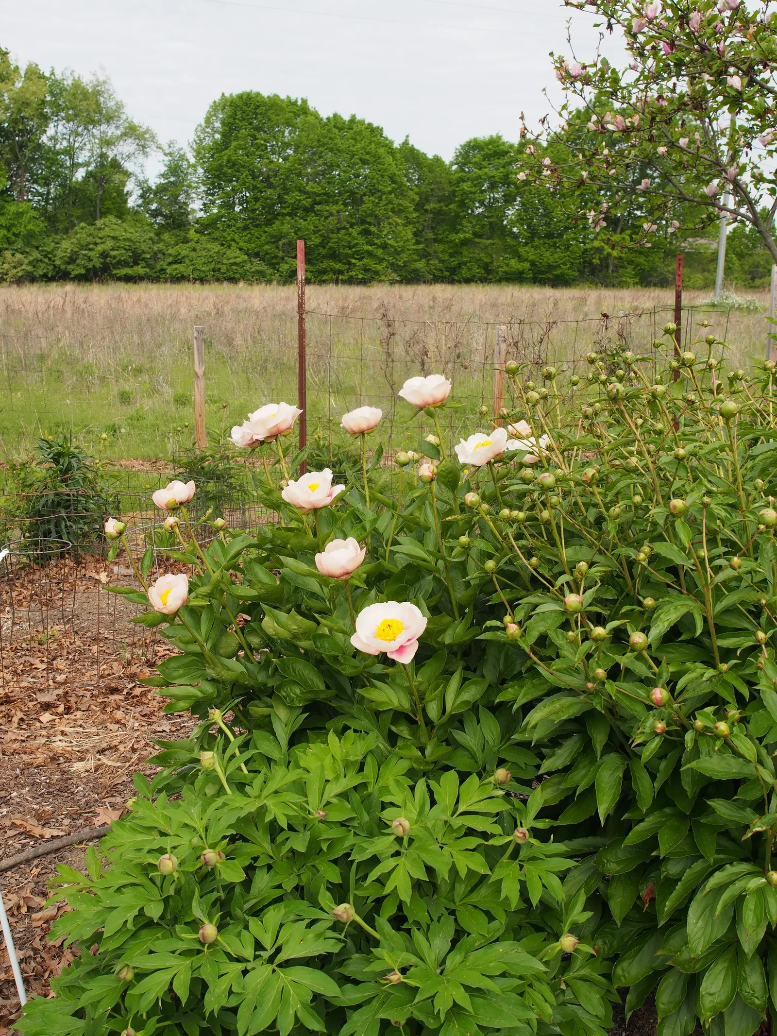 Red Charm Peony (Paeonia 'Red Charm') — erect stems that span 30 to 36 inches in height