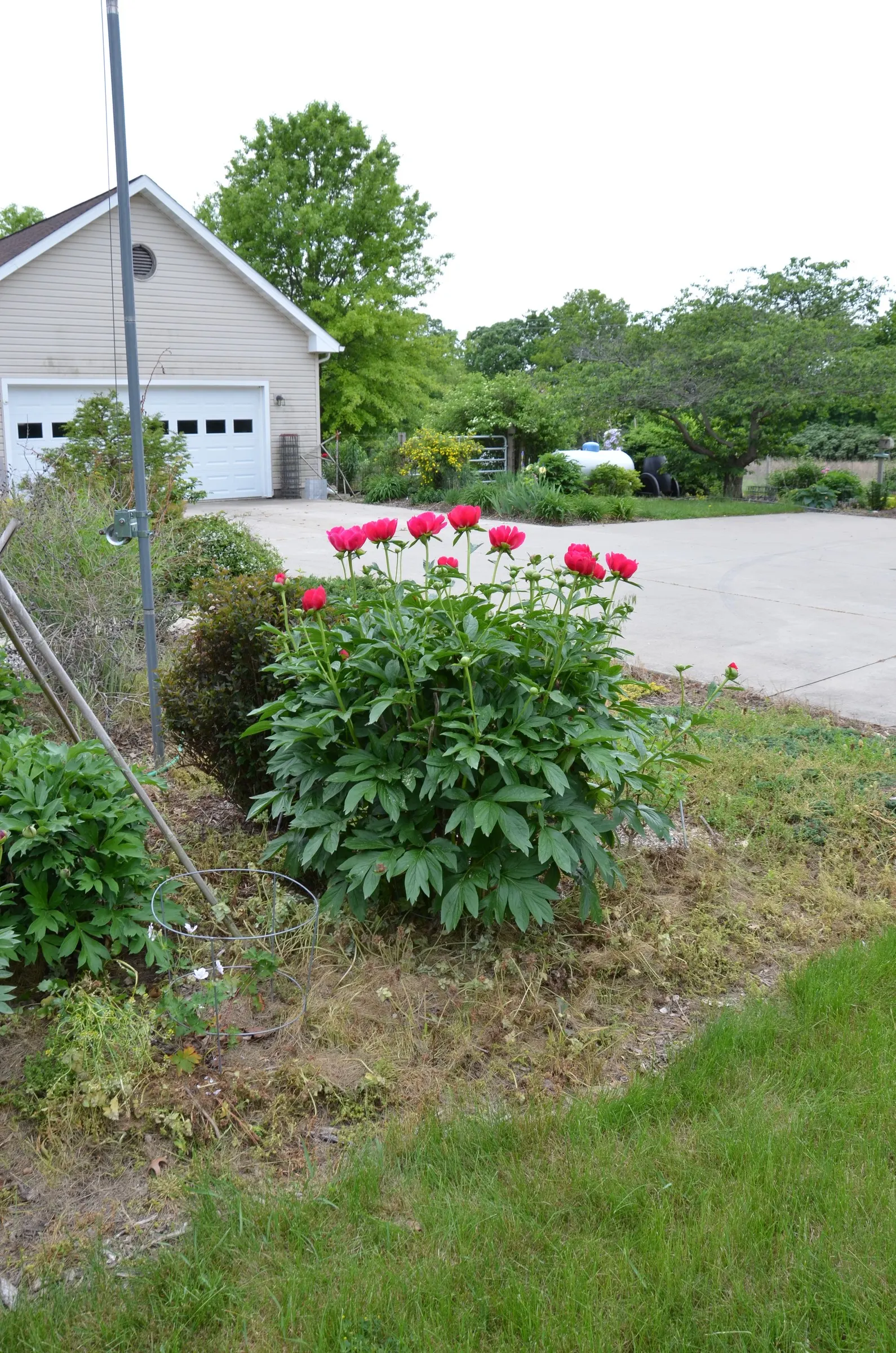 Red Charm Peony (Paeonia 'Red Charm') — The Paeonia 'Red Charm' is a sought-after herbaceous peony featuring lush