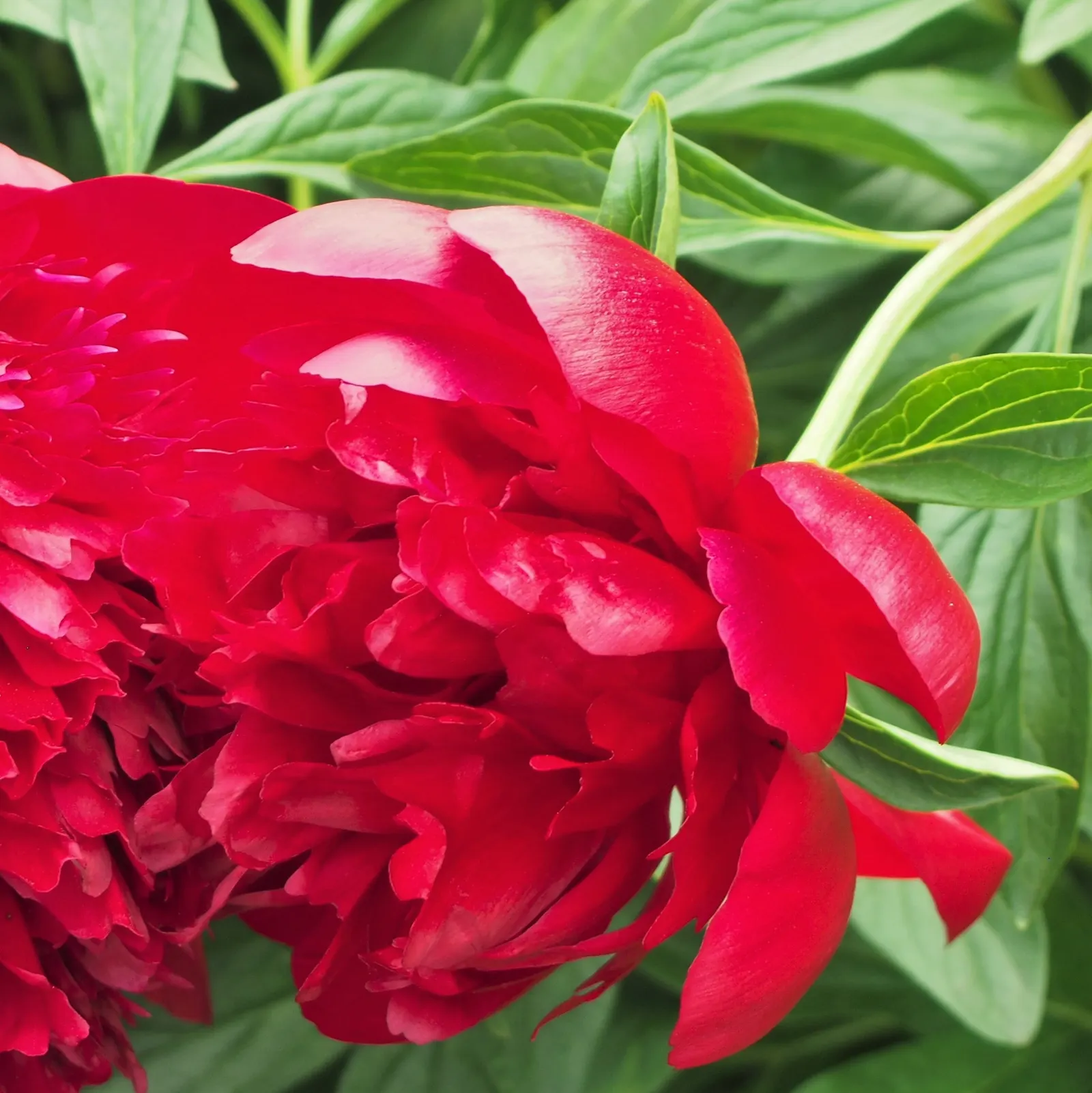 Red Charm Peony (Paeonia 'Red Charm') — full double blooms in a vibrant red hue