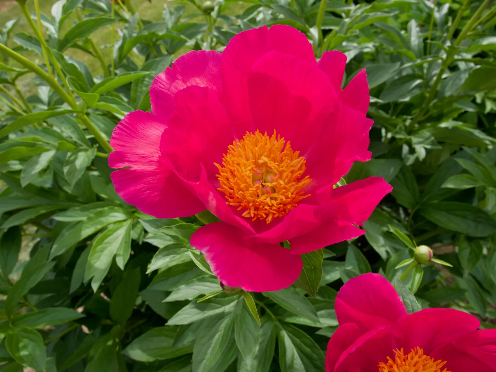 Red Charm Peony (Paeonia 'Red Charm') — The Paeonia 'Red Charm' is a sought-after herbaceous peony featuring lush; this perennial prefers full sun to part