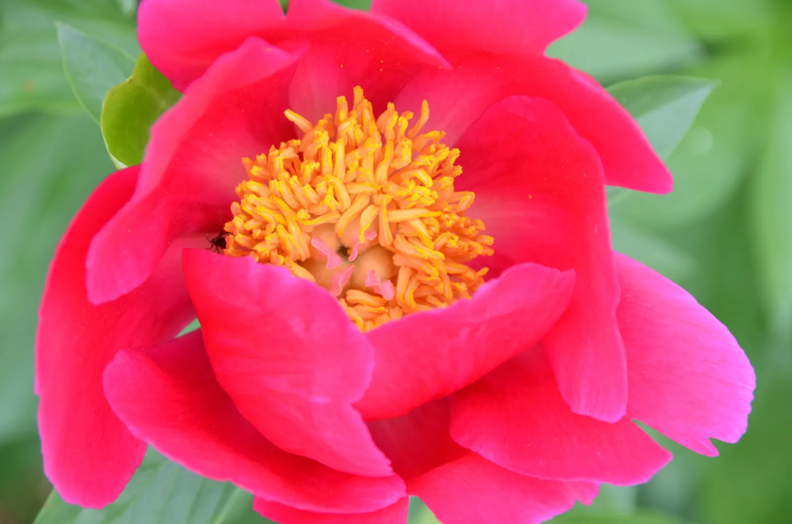 Red Charm Peony (Paeonia 'Red Charm') — these blooms are delightfully fragrant