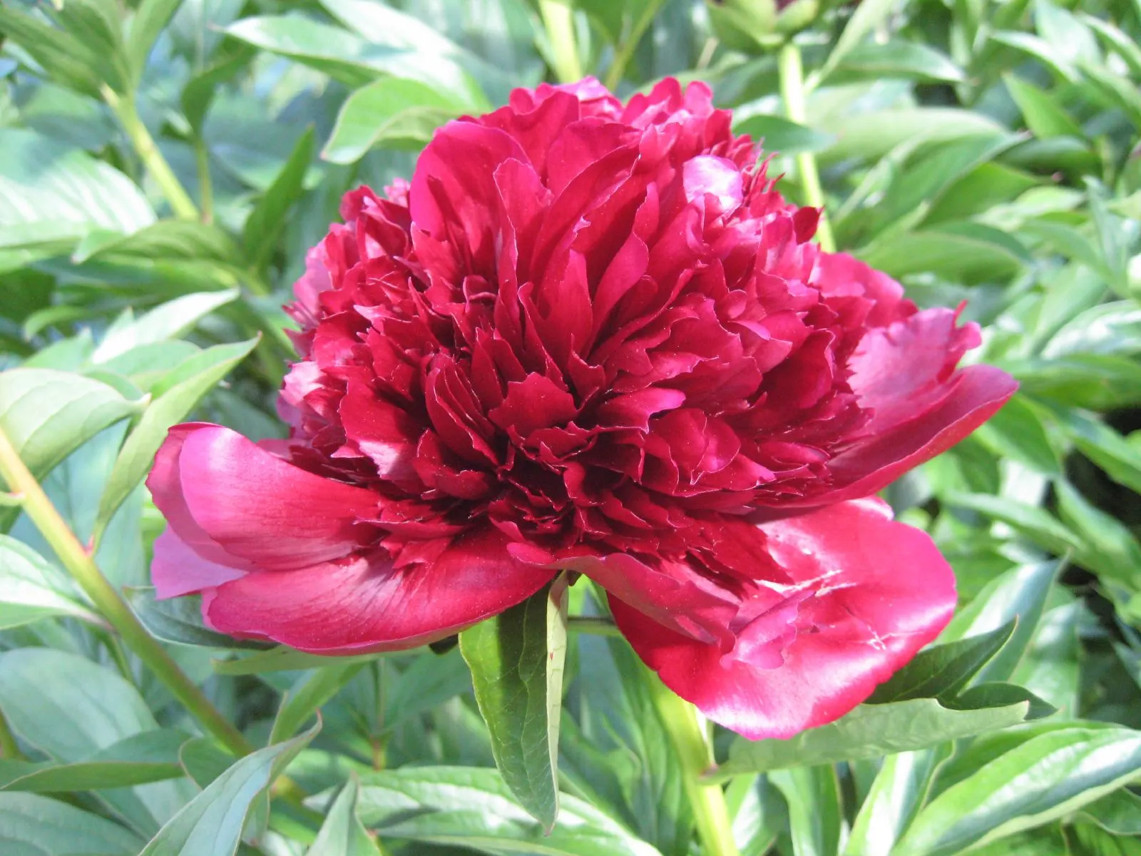 Red Charm Peony (Paeonia 'Red Charm') — these perennials prefer well-draining soil and full sun to part shade exposures