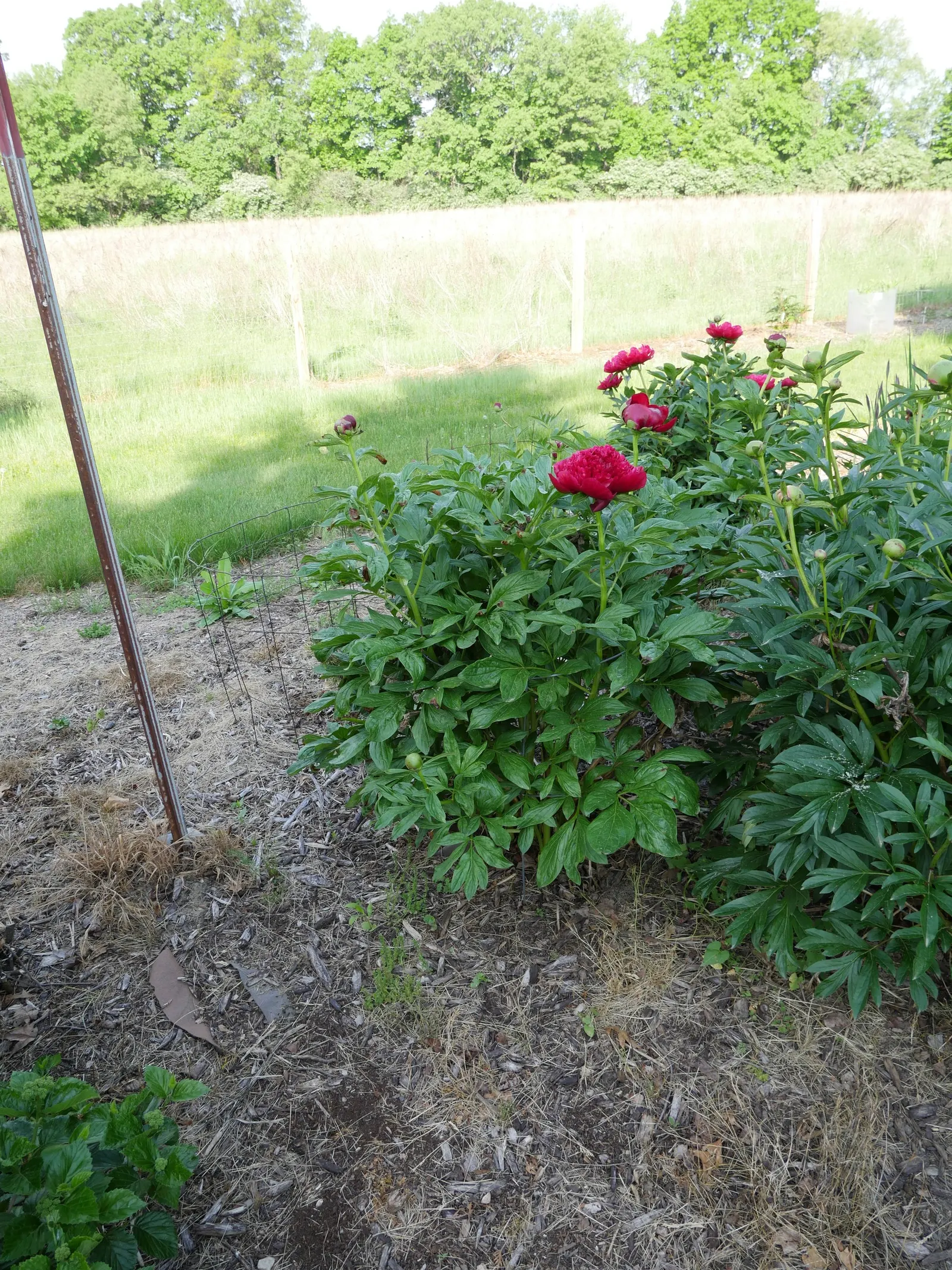 Red Charm Peony (Paeonia 'Red Charm') — Garden enthusiasts will be pleased by their minimal maintenance needs