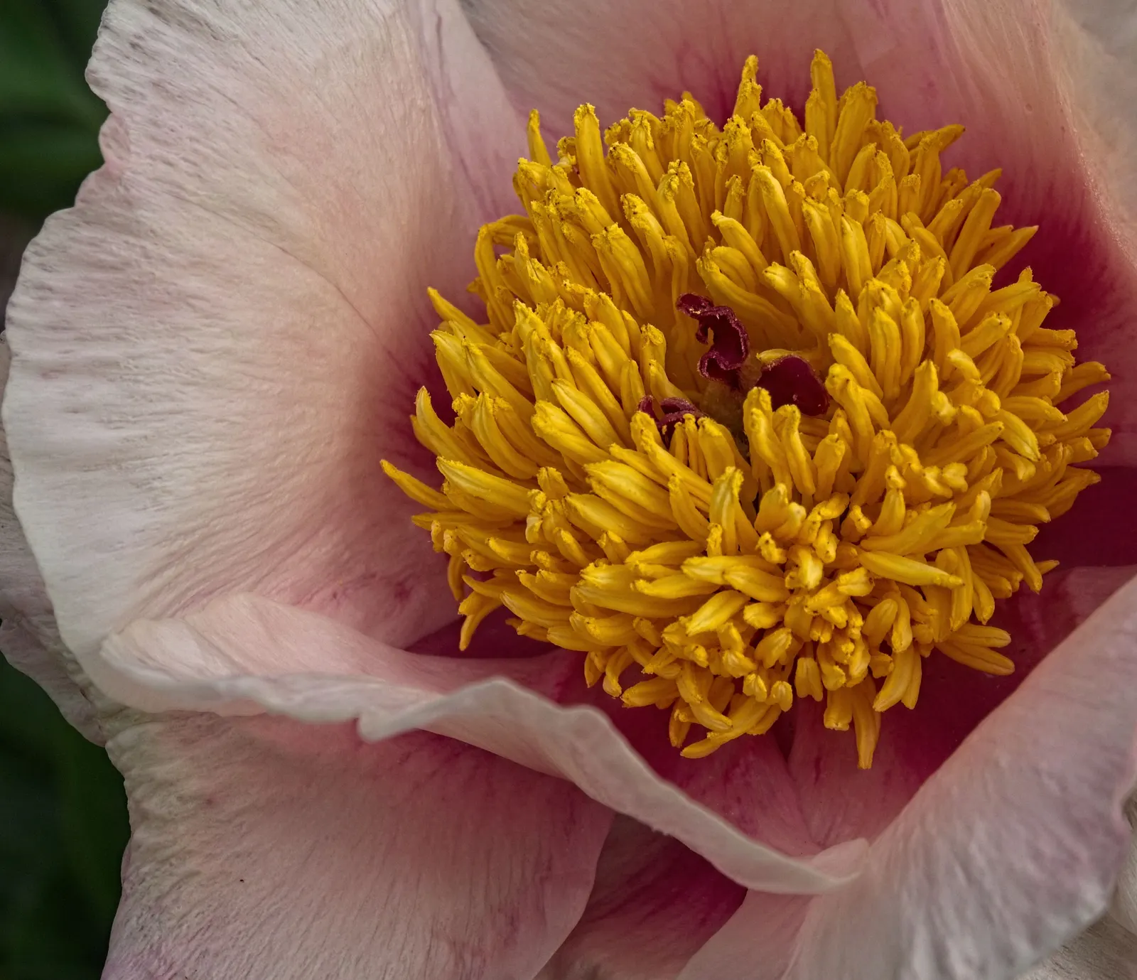 Red Charm Peony (Paeonia 'Red Charm') — While drought-tolerant once established