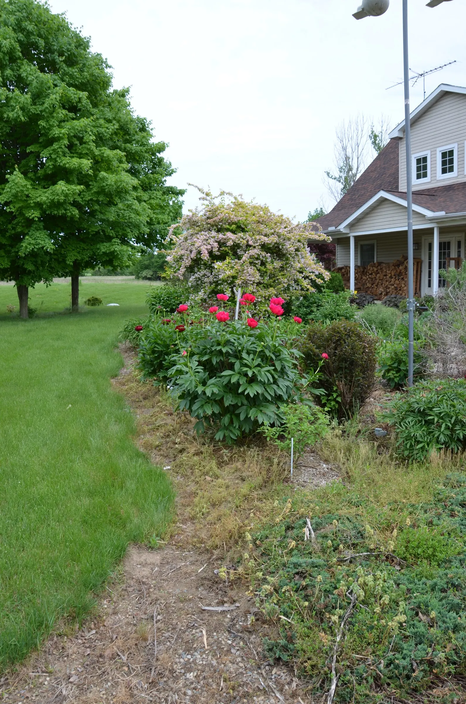 Red Charm Peony (Paeonia 'Red Charm') — consistent watering during the growing season will encourage optimal bloom and plant health