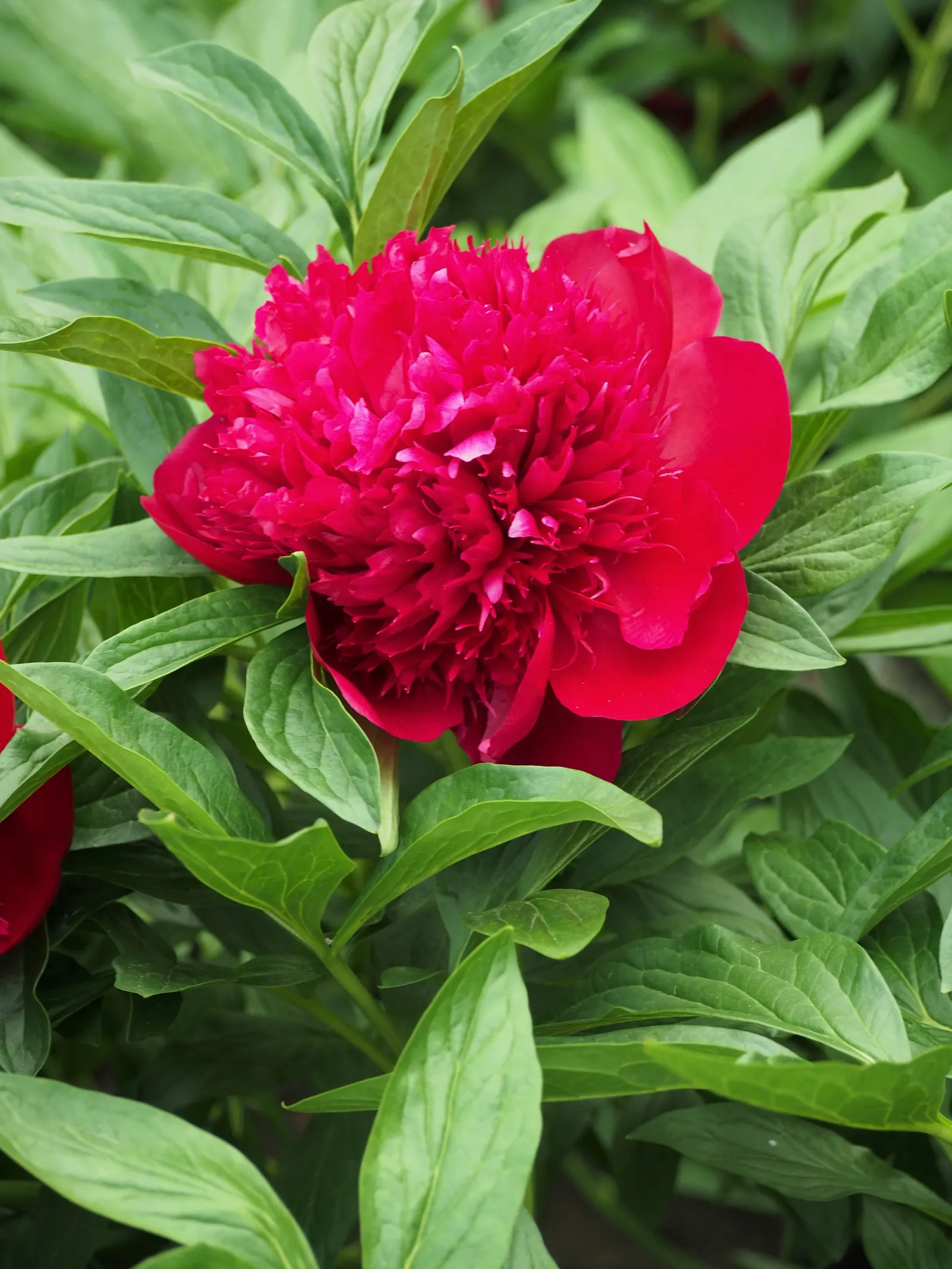 Red Charm Peony (Paeonia 'Red Charm') — and it‚Äôs deer-resistant