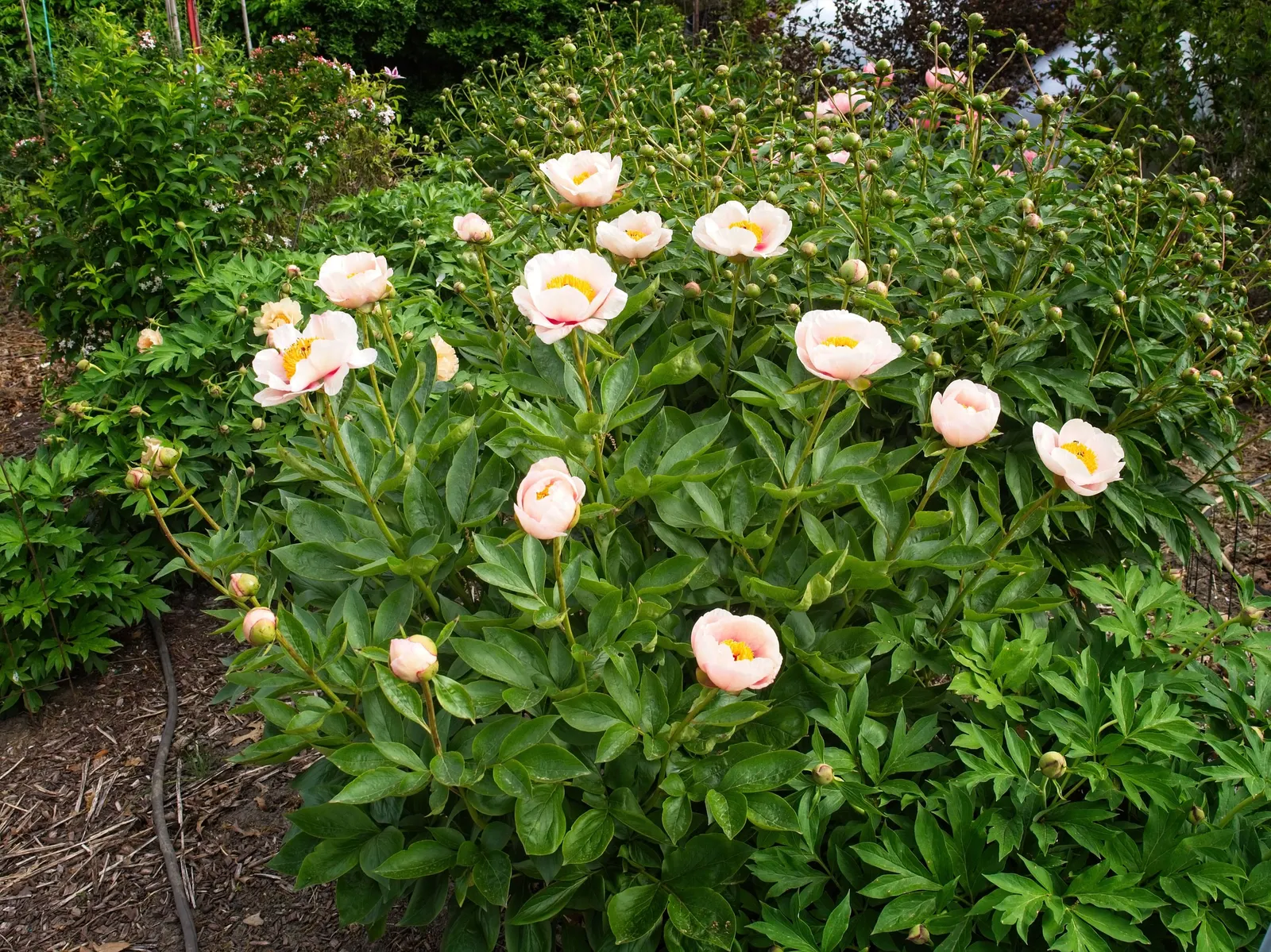 Red Charm Peony (Paeonia 'Red Charm') — each densely layered to construct a full