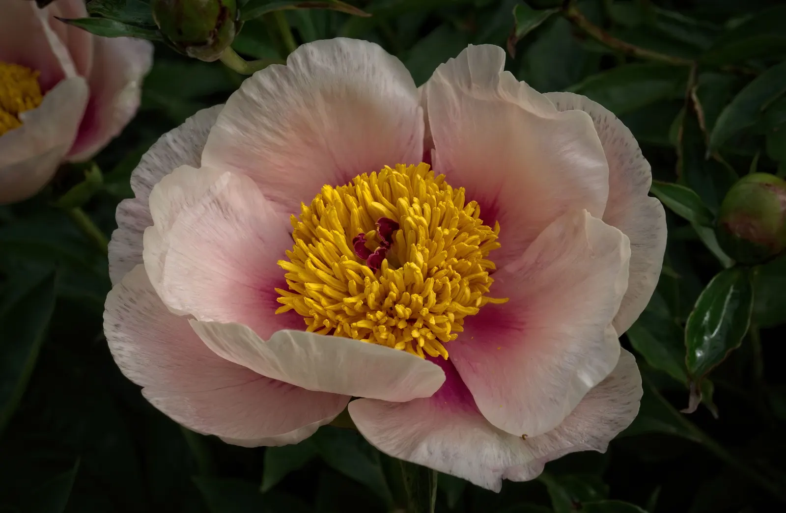Red Charm Peony (Paeonia 'Red Charm') — These opulent flowers can reach up to 6 inches in diameter and stand proudly atop strong