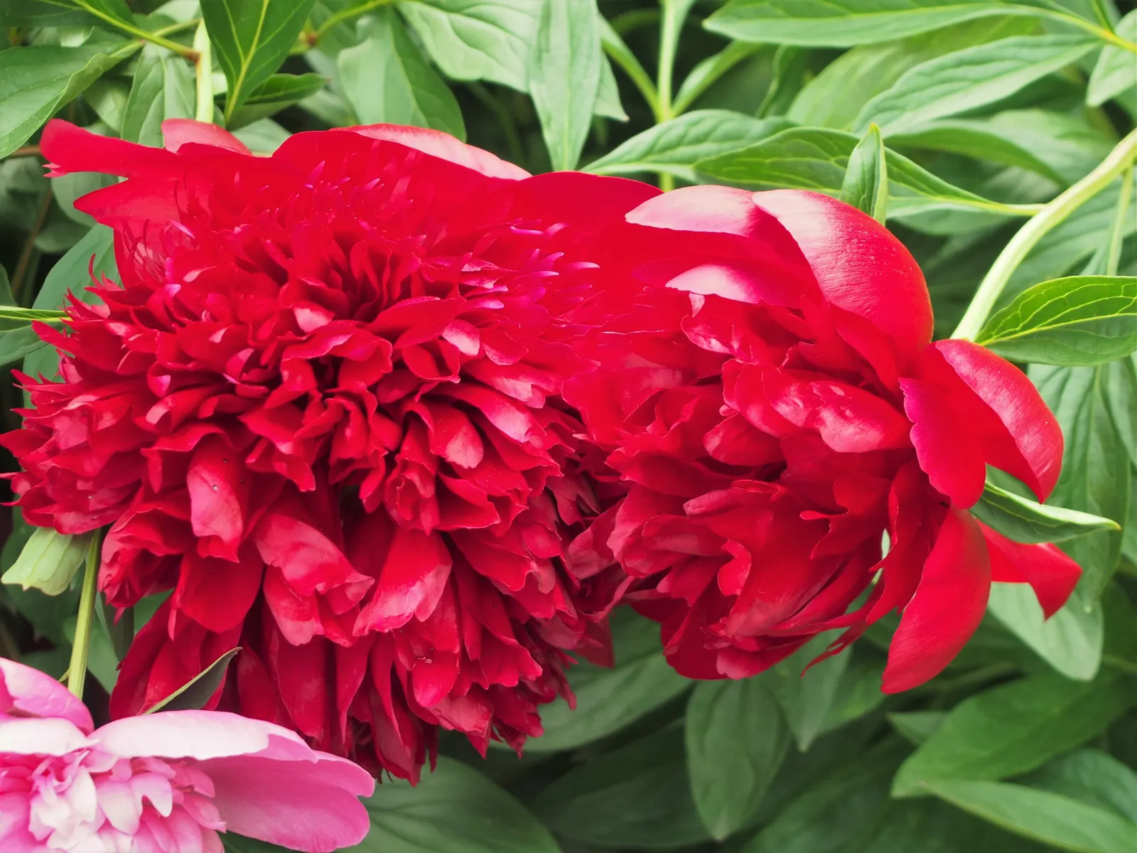 Red Charm Peony (Paeonia 'Red Charm') — Its strong stems rarely require staking