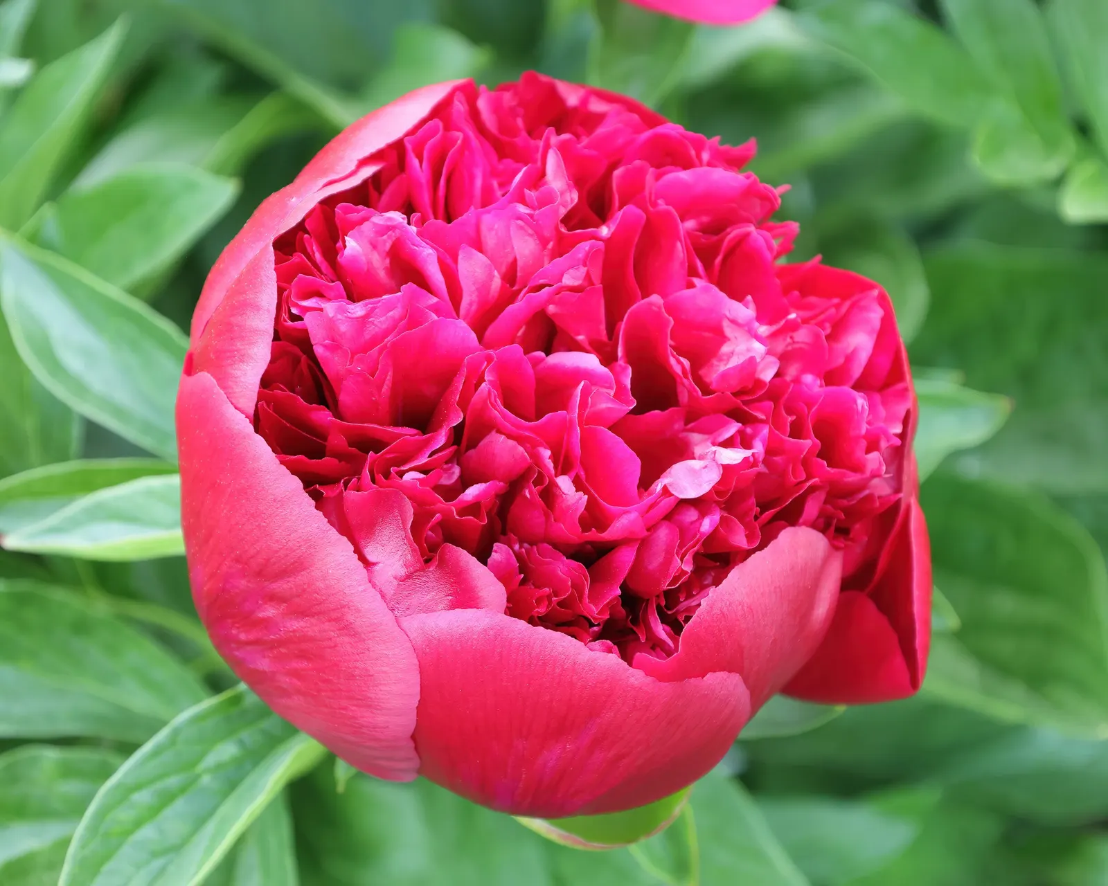 Red Charm Peony (Paeonia 'Red Charm') — bomb-shaped blossoms that unfurl to reveal deep