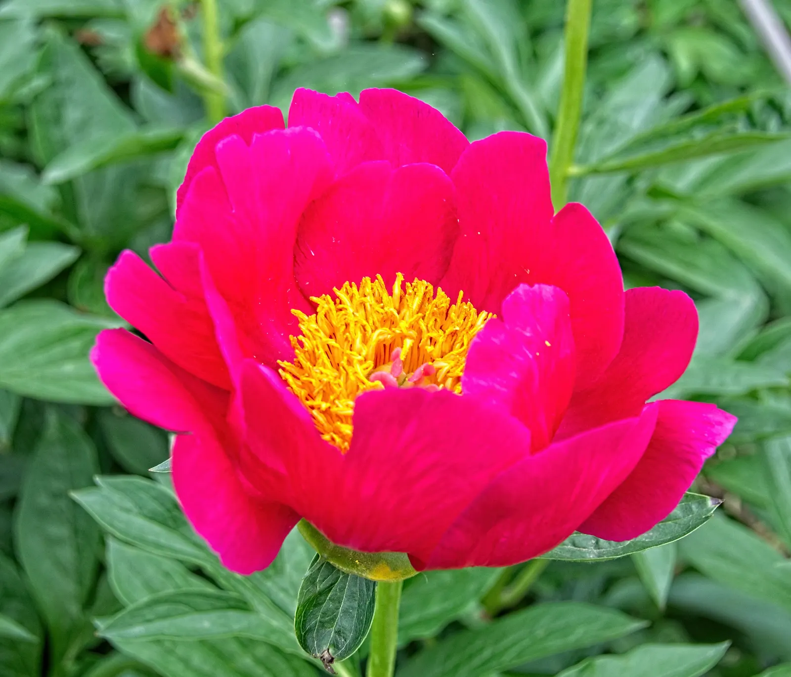 Red Charm Peony (Paeonia 'Red Charm') — red flowers in the garden