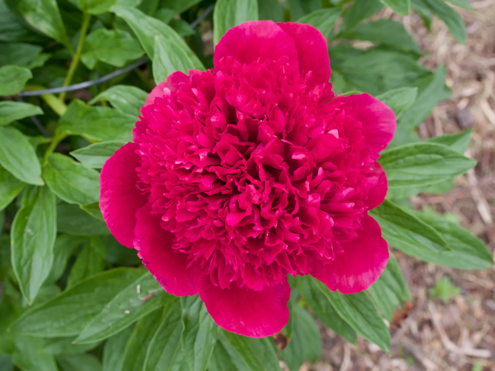 Red Charm Peony (Paeonia 'Red Charm') — perennial with red blooms