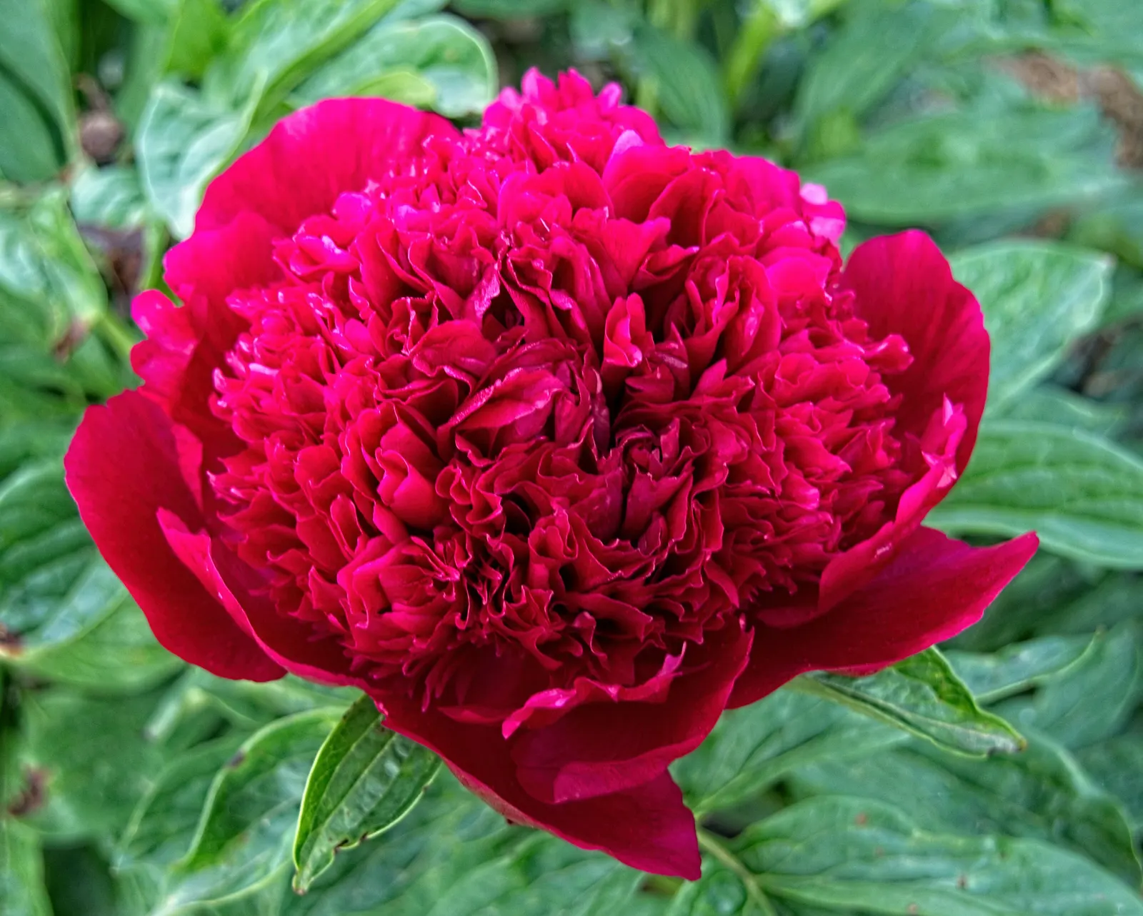 Red Charm Peony (Paeonia 'Red Charm') — incorporating the Red Charm Peony into a garden yields best results with ample space for growth