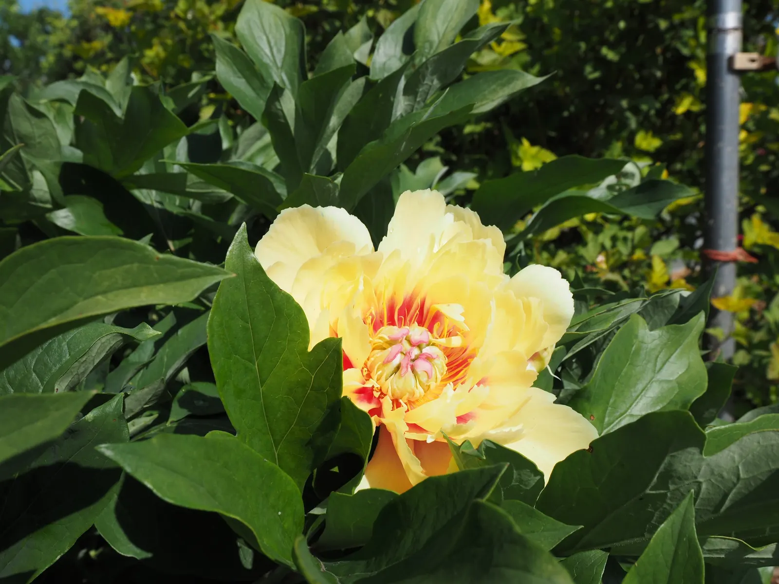 Red Charm Peony (Paeonia 'Red Charm') — Blossoming in late spring, it stands at 2.5 to 3 feet in height, with a similar spread