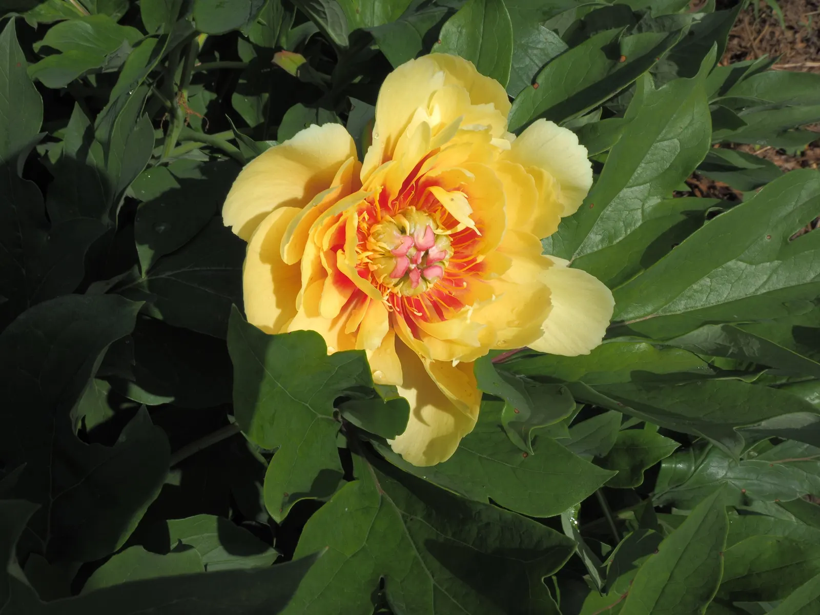 Red Charm Peony (Paeonia 'Red Charm') — This perennial prefers full sun to part shade and well-draining soil, offering a mid-season pop of color; full double