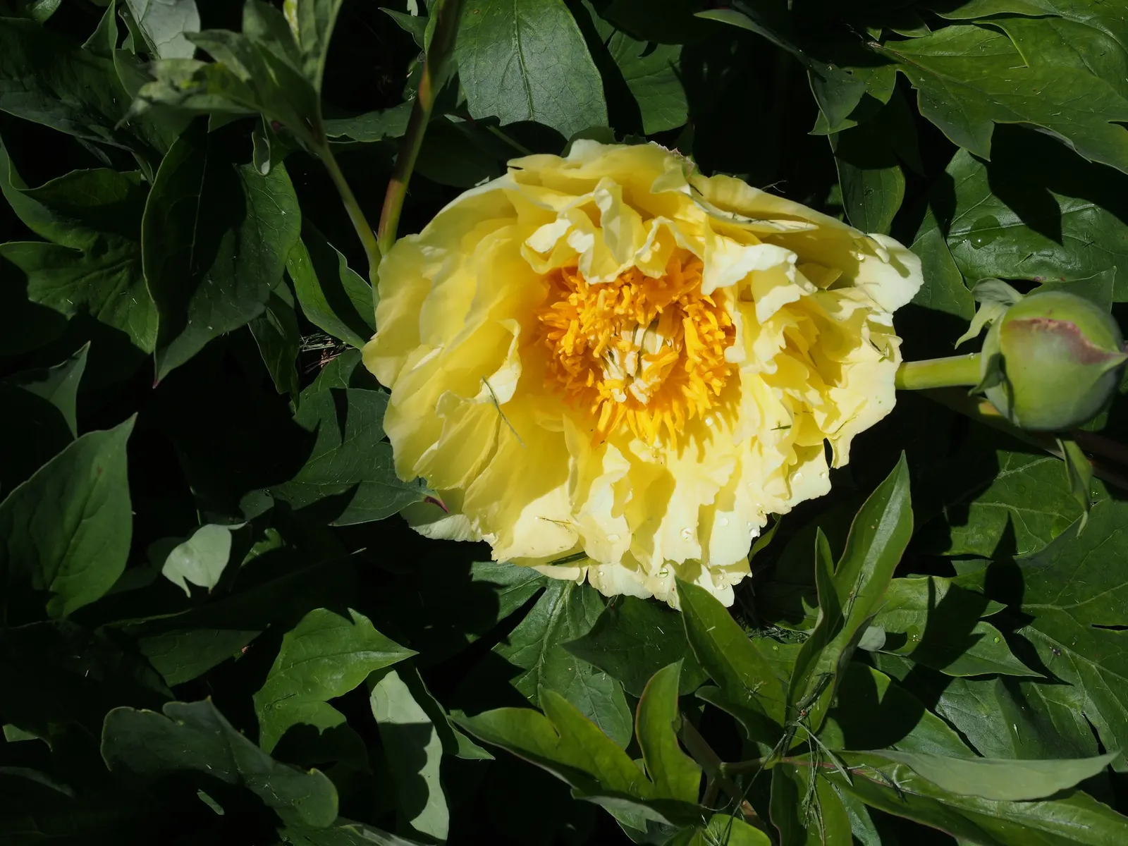 Red Charm Peony (Paeonia 'Red Charm') — This perennial prefers full sun to part shade and well-draining soil, offering a mid-season pop of color