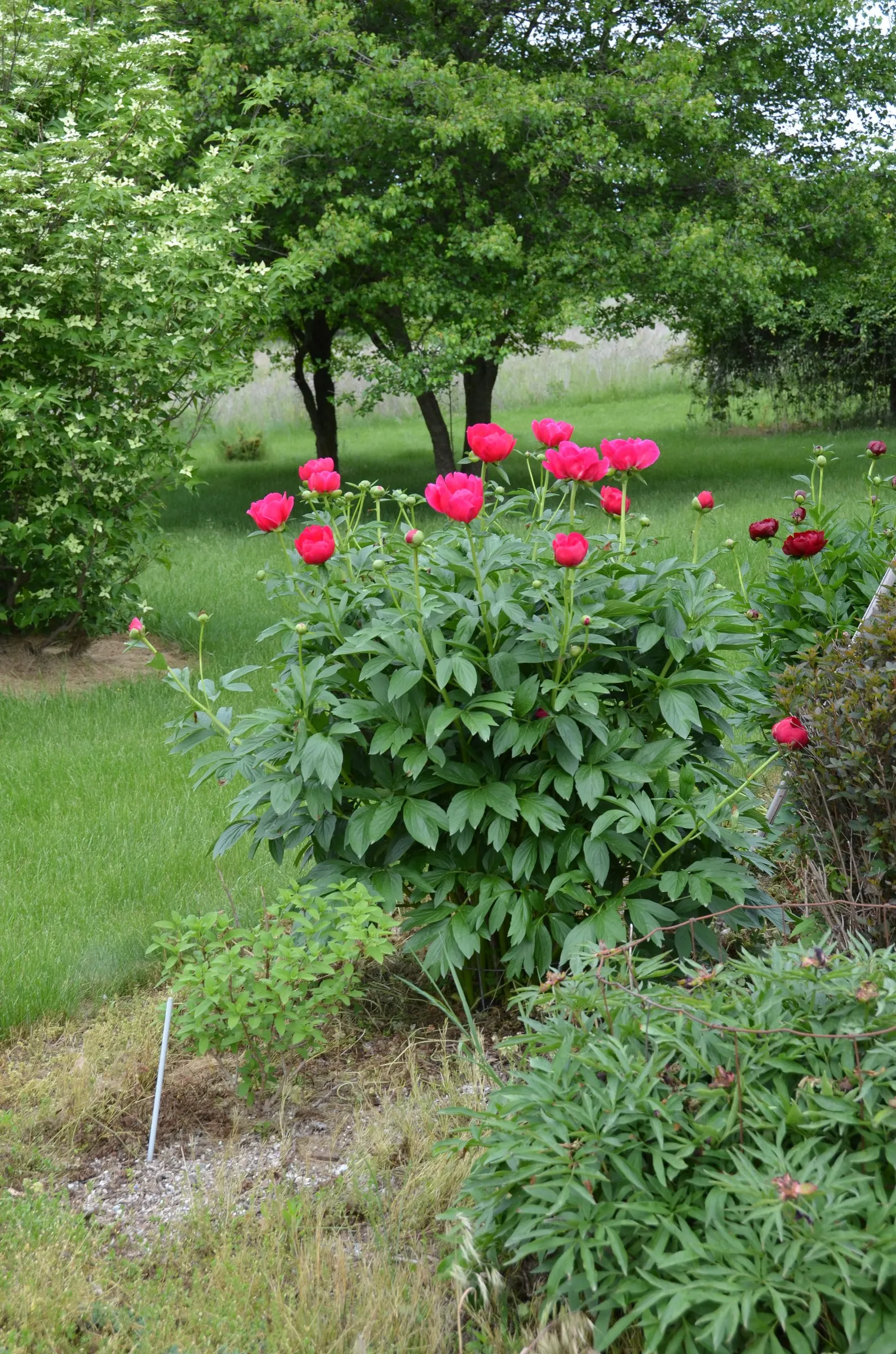 Red Charm Peony (Paeonia 'Red Charm') — The foliage of the Red Charm Peony is an attractive deep green