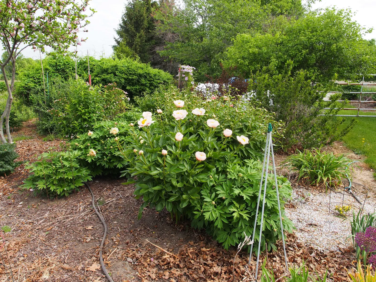 Red Charm Peony (Paeonia 'Red Charm') — perennial for full