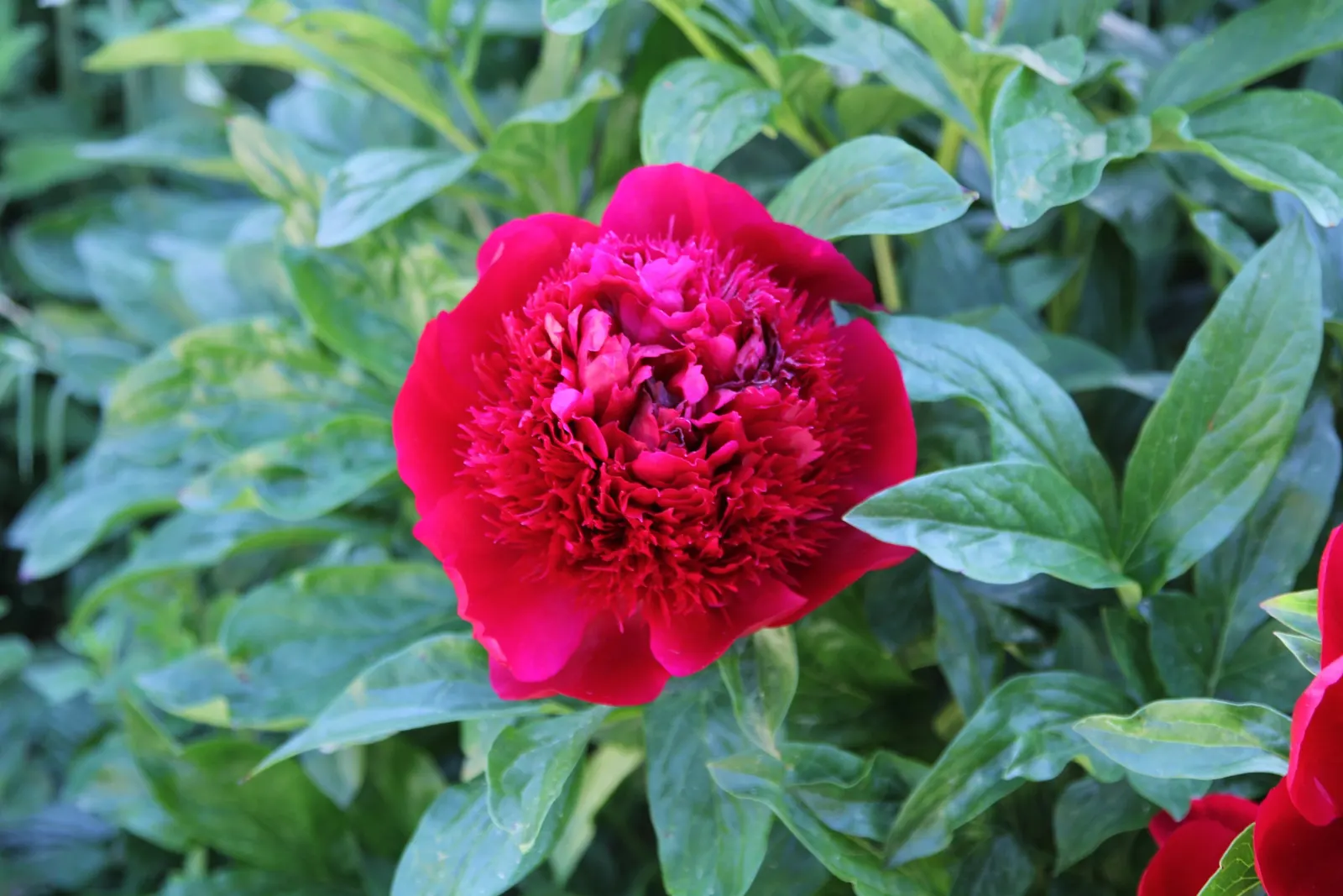 Red Charm Peony (Paeonia 'Red Charm') — Blossoming in late spring, it stands at 2.5 to 3 feet in height, with a similar spread; these blooms are delightfully