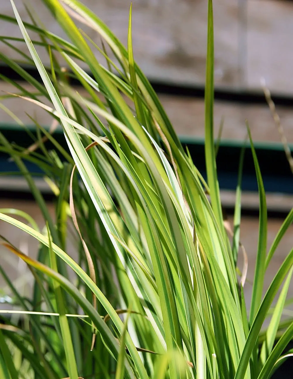 Dwarf Golden Variegated Sweet Flag (Acorus gramineus 'Minimus Aureus') — It thrives in full to partial shade and moist conditions
