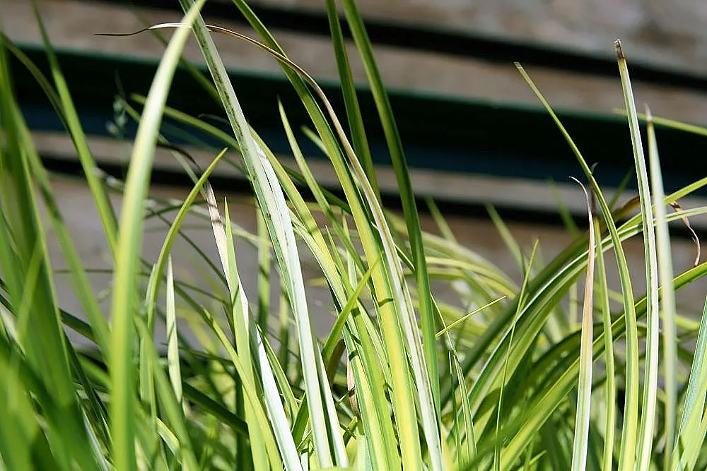 Dwarf Golden Variegated Sweet Flag (Acorus gramineus 'Minimus Aureus') — Hardy in zones 5-11, it requires minimal maintenance and is resistant to deer