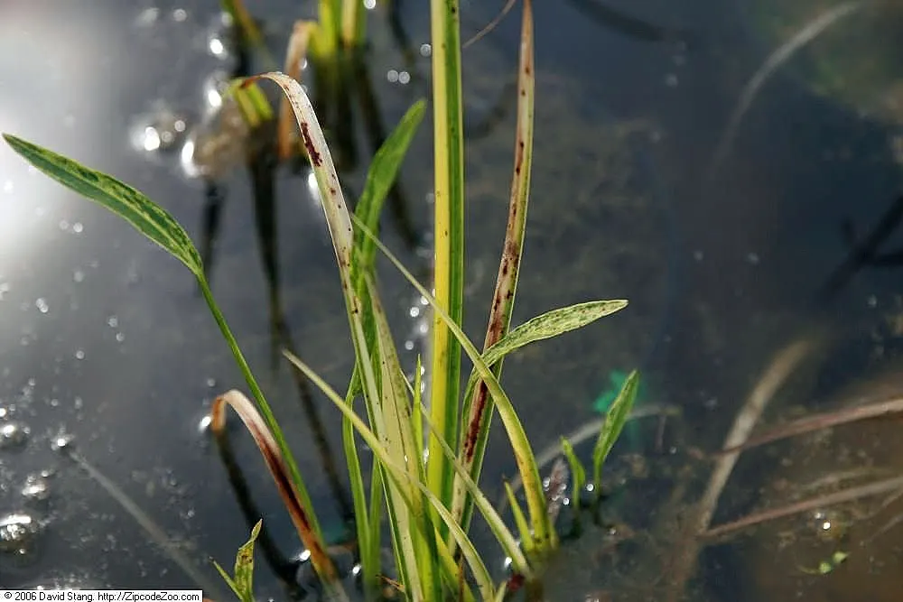 Dwarf Golden Variegated Sweet Flag (Acorus gramineus 'Minimus Aureus') — making it ideal for water features