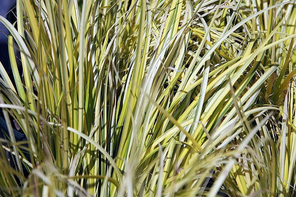 Dwarf Golden Variegated Sweet Flag (Acorus gramineus 'Minimus Aureus') — golden-yellow-striped foliage