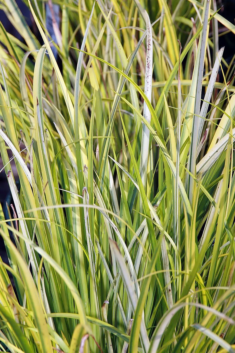 Dwarf Golden Variegated Sweet Flag (Acorus gramineus 'Minimus Aureus') — This compact ornamental grass-like plant grows up to 6 inches tall and spreads 6-12