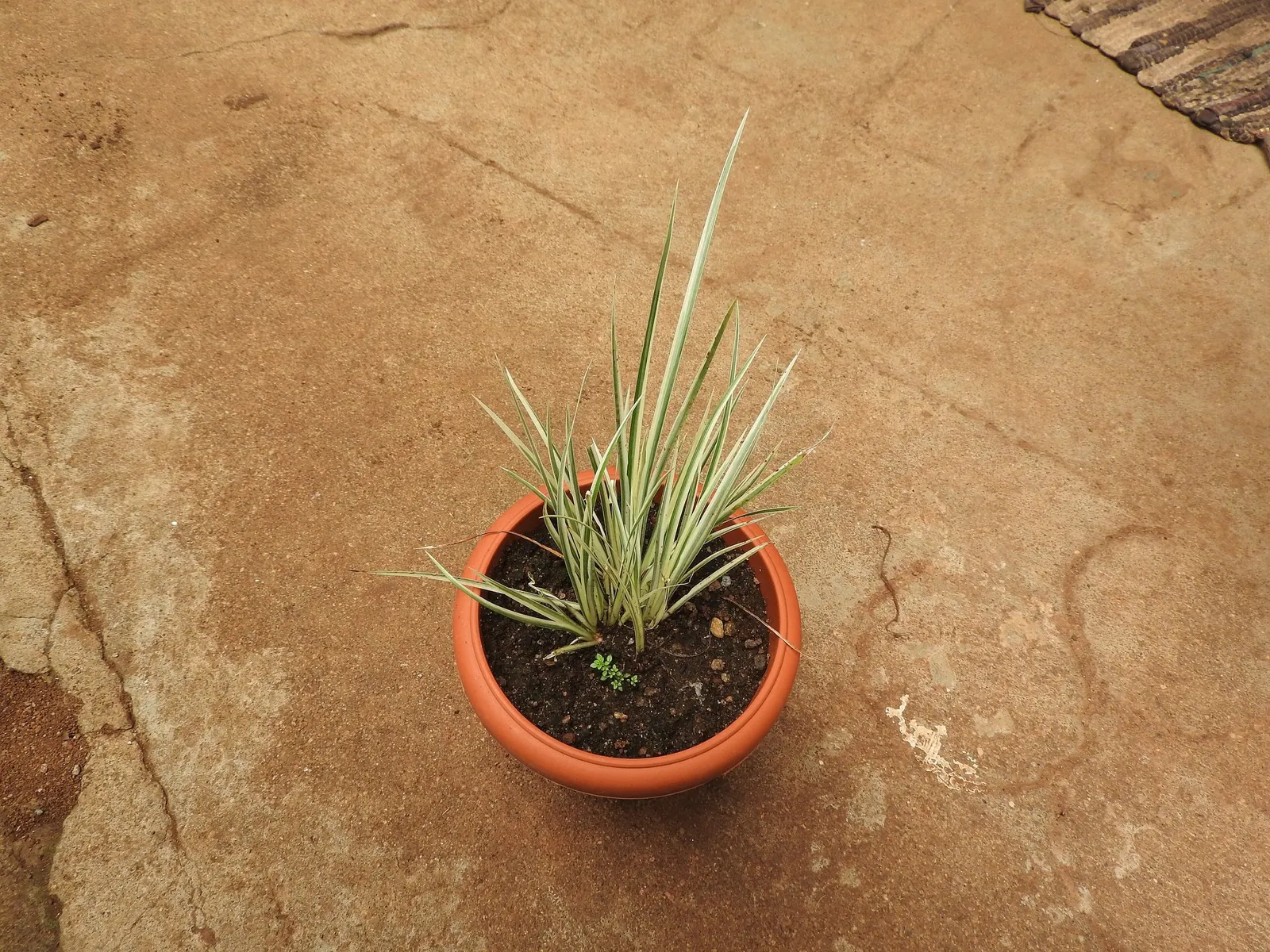 Dwarf Golden Variegated Sweet Flag (Acorus gramineus 'Minimus Aureus') — which makes it particularly appropriate for use in rock gardens