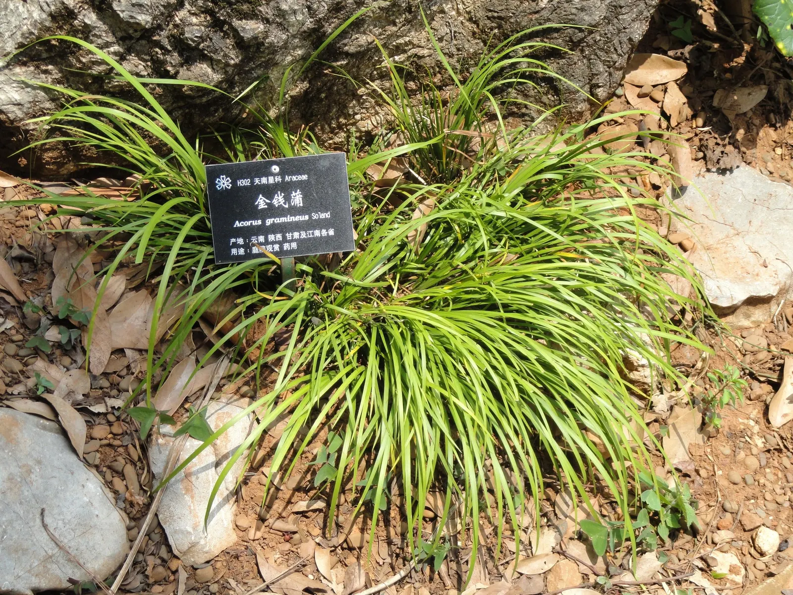 Dwarf Golden Variegated Sweet Flag (Acorus gramineus 'Minimus Aureus') — It is ideal for planting alongside ponds or streams