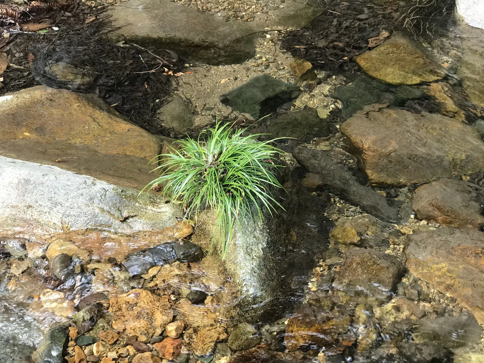 Dwarf Golden Variegated Sweet Flag (Acorus gramineus 'Minimus Aureus') — It can be propagated by dividing the rhizomes in the fall or early spring
