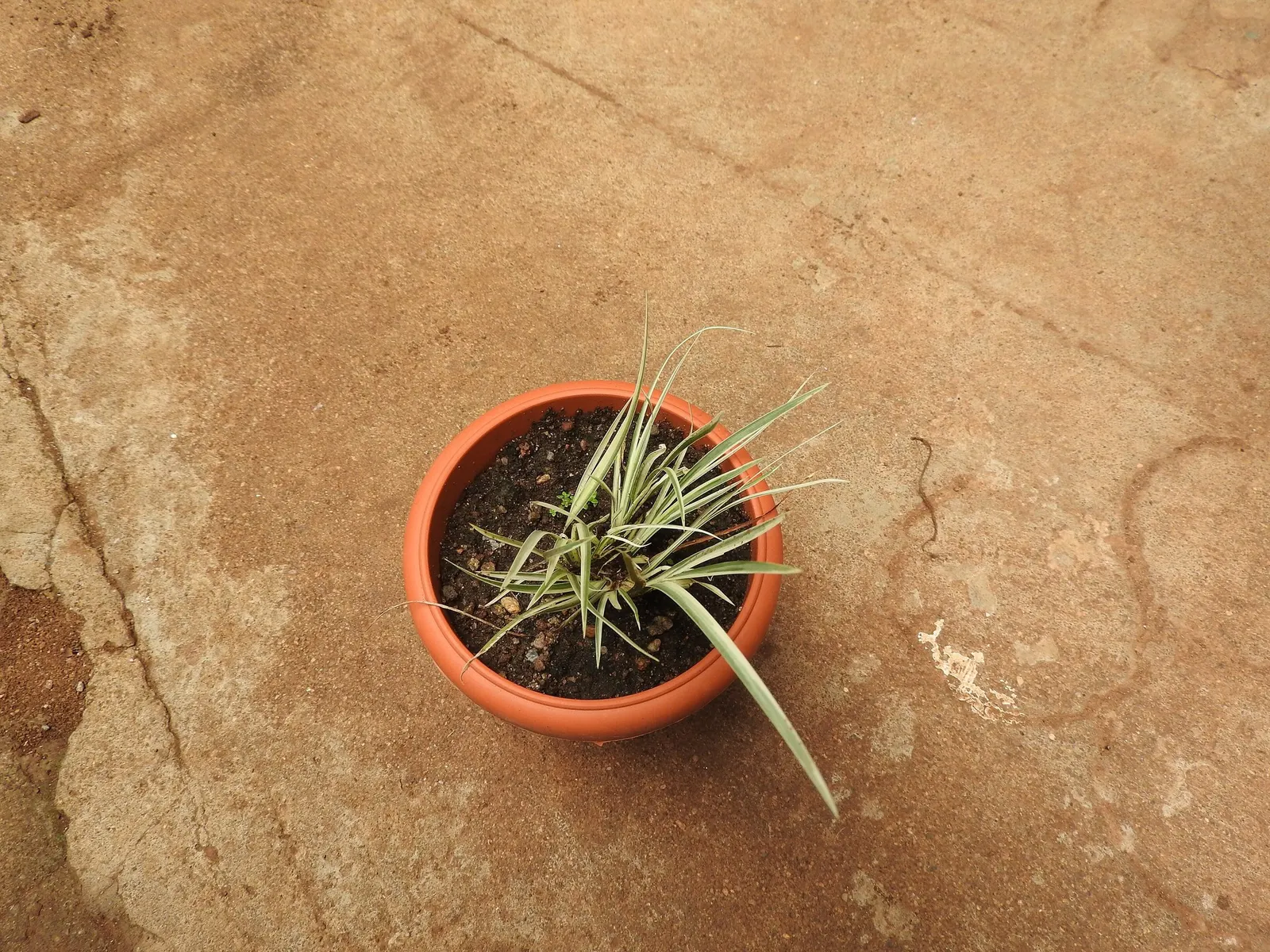 Dwarf Golden Variegated Sweet Flag (Acorus gramineus 'Minimus Aureus') — or as groundcover in small-scale landscapes.<br><br>Characterized by its lustrous