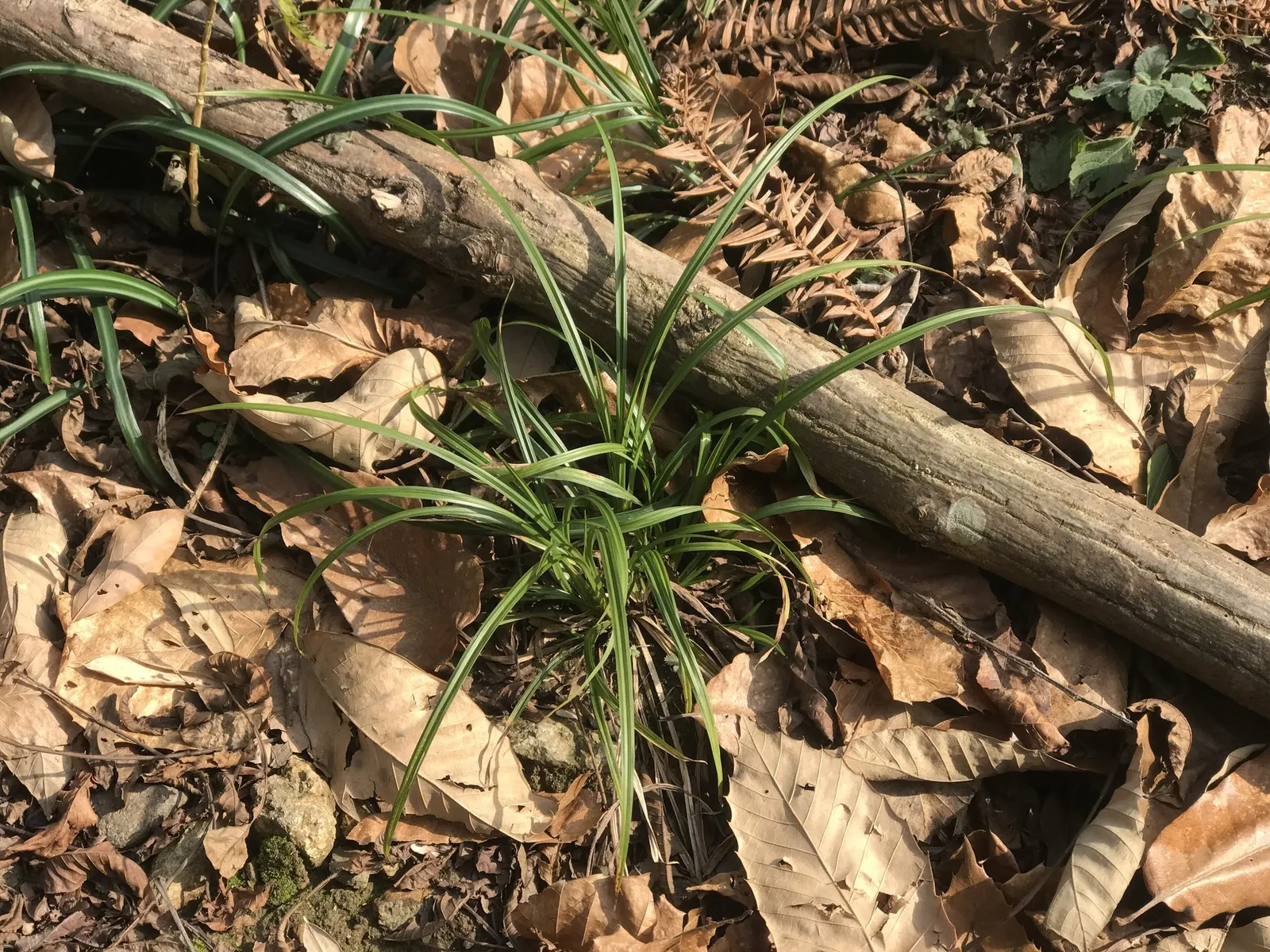 Dwarf Golden Variegated Sweet Flag (Acorus gramineus 'Minimus Aureus') — making it an excellent choice for low-light garden areas where few plants can