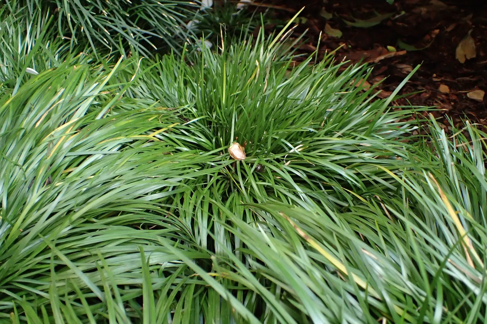 Dwarf Golden Variegated Sweet Flag (Acorus gramineus 'Minimus Aureus') — Although it produces inconspicuous greenish-yellow flowers in late spring to early