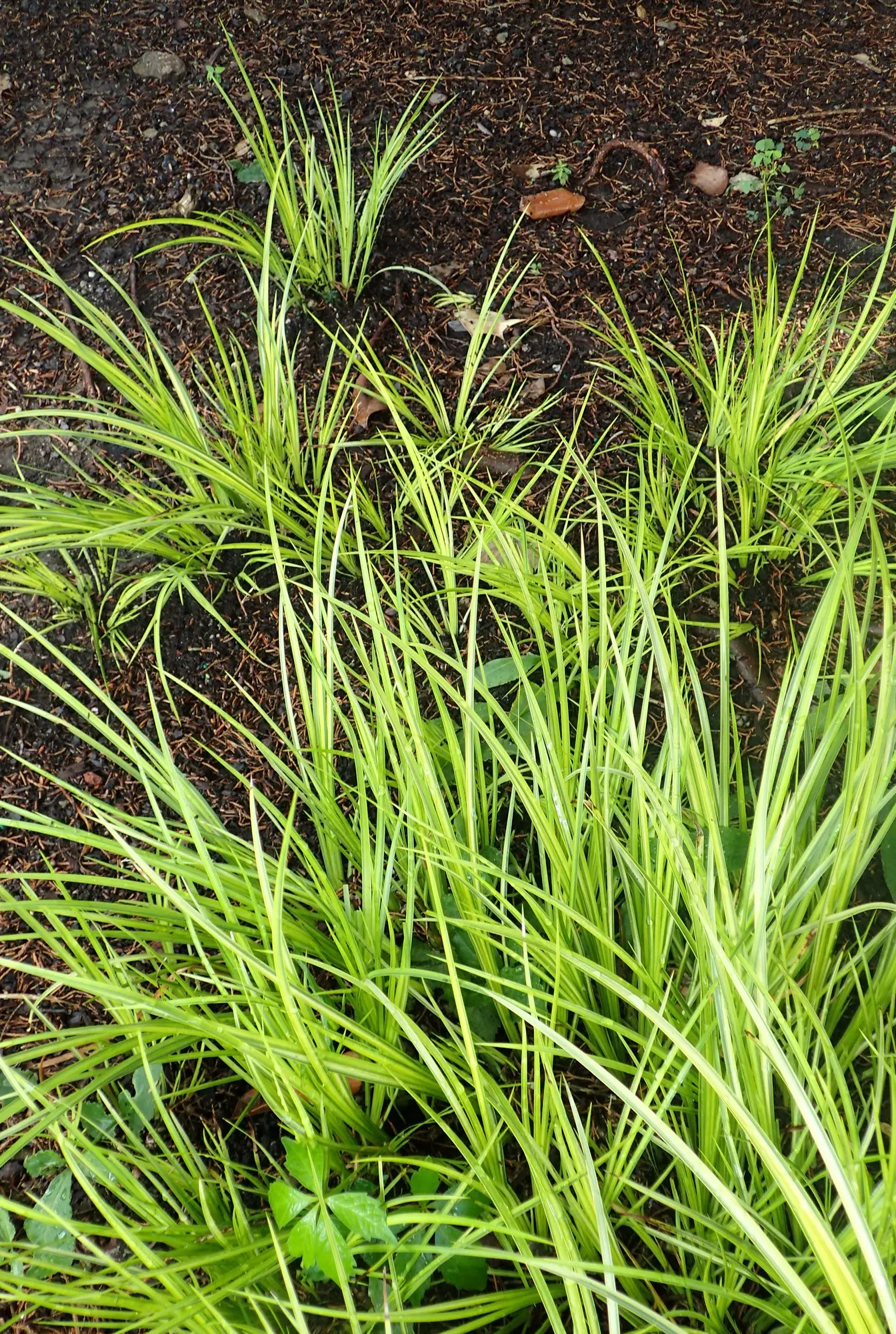Dwarf Golden Variegated Sweet Flag (Acorus gramineus 'Minimus Aureus') — as it tolerates shallow standing water and occasional flooding