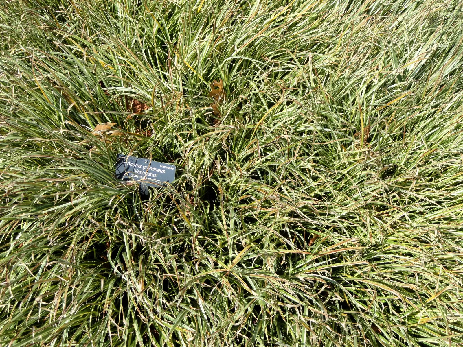 Dwarf Golden Variegated Sweet Flag (Acorus gramineus 'Minimus Aureus') — preferring consistently moist to wet soil conditions