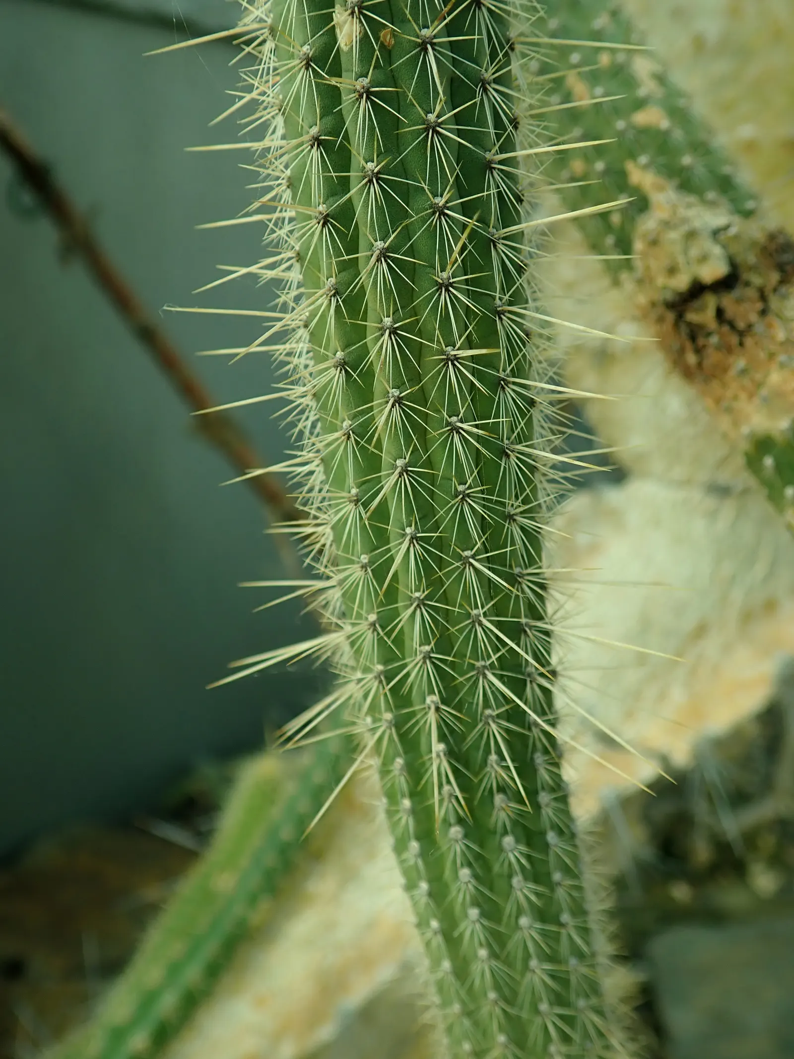 Candelilla, Wax Plant (Euphorbia Antisyphilitica) — Ideal for xeriscaping, it adds a unique, textural element to arid landscape designs