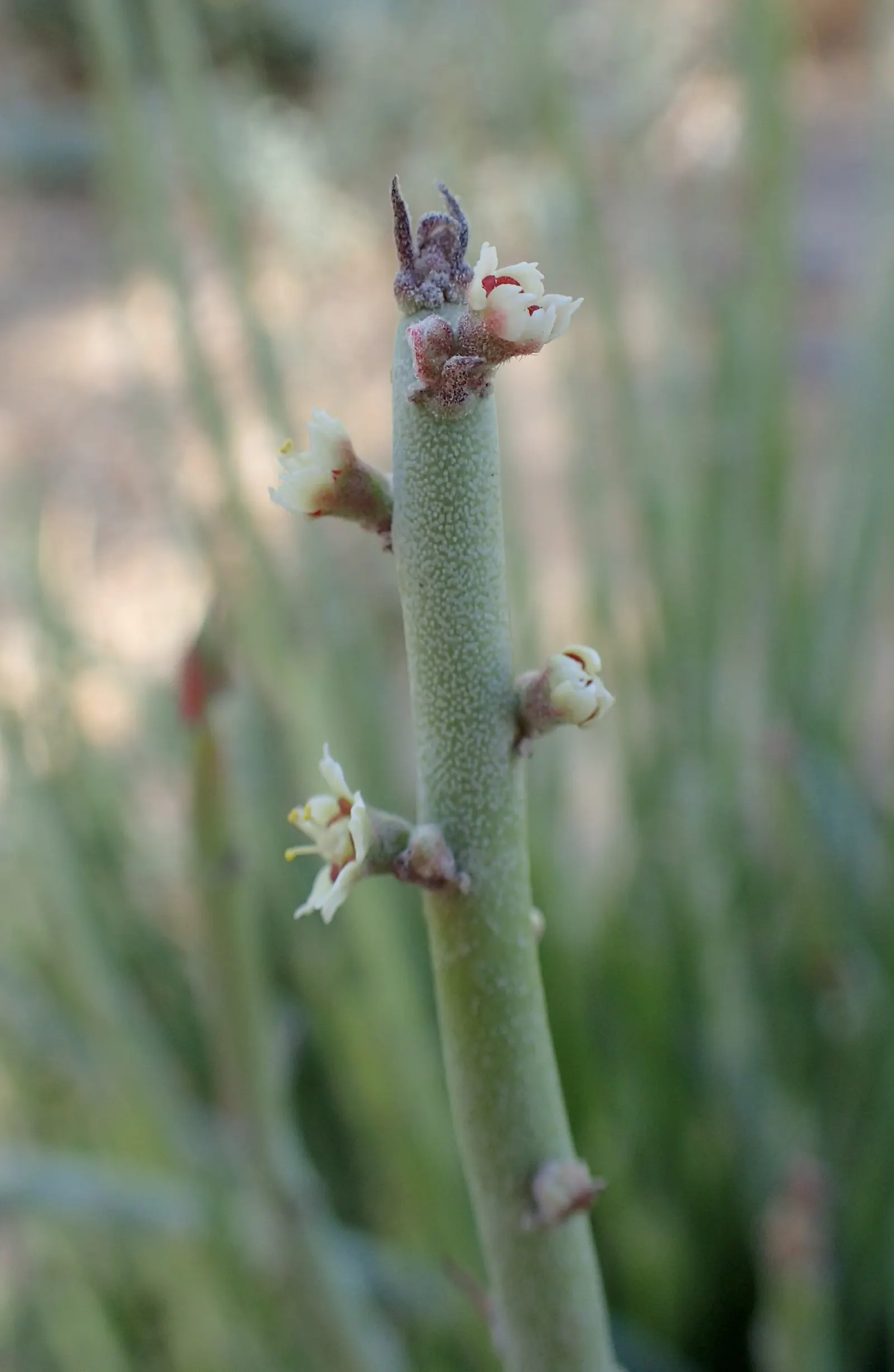 Candelilla, Wax Plant (Euphorbia Antisyphilitica) — Ideally, it should receive full sunlight but can tolerate some light shade