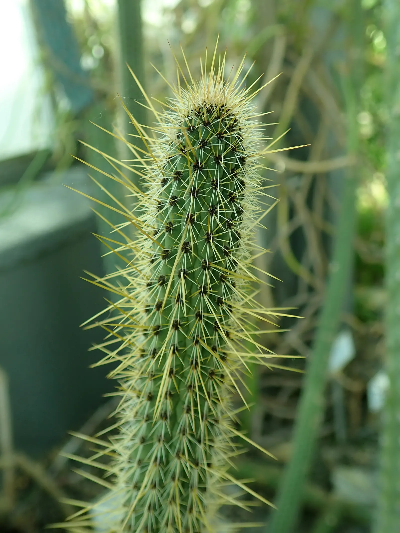 Candelilla, Wax Plant (Euphorbia Antisyphilitica) — which are often clustered at the stem tips.<br><br>When incorporating Candelilla into landscape designs