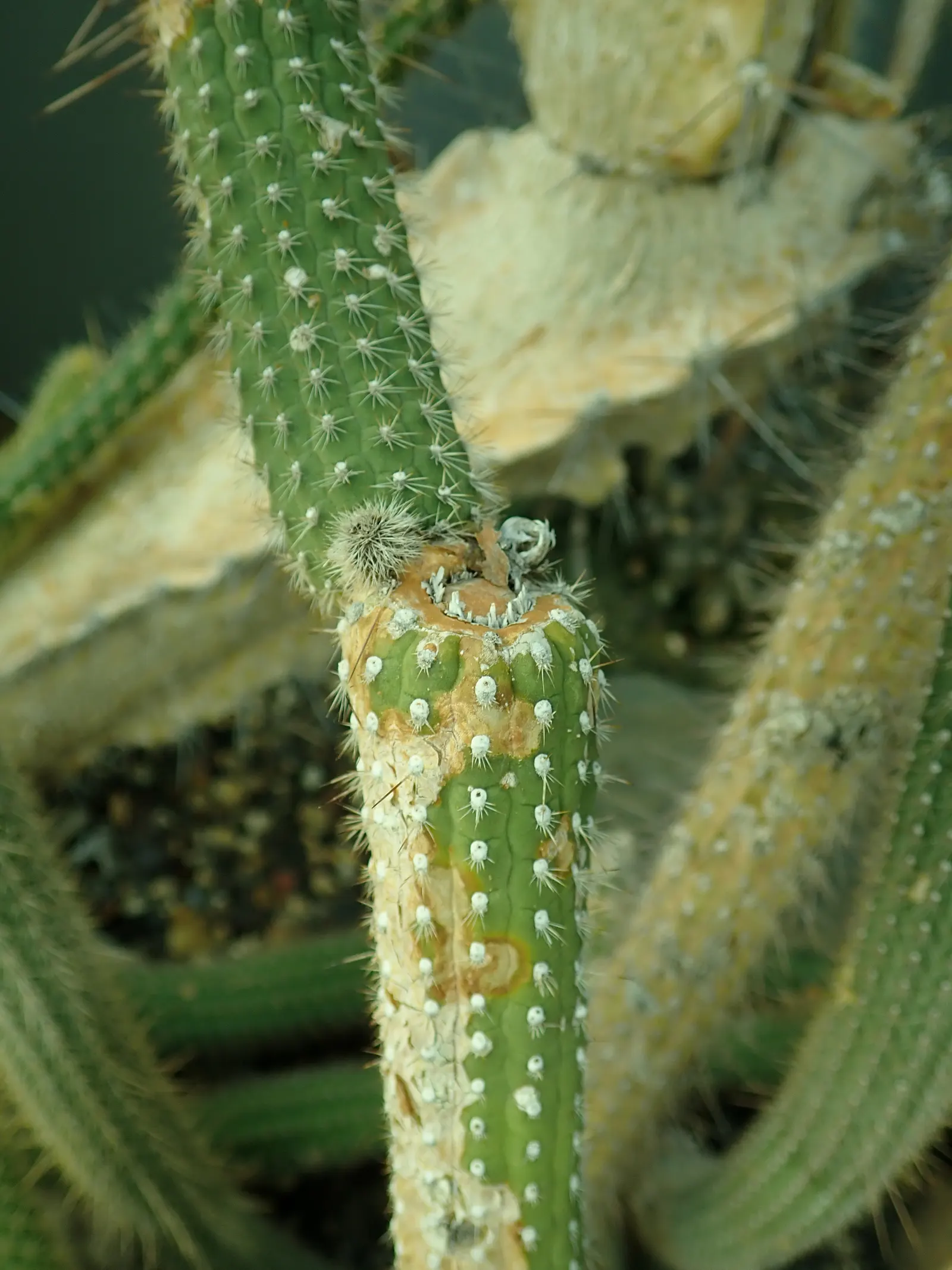 Candelilla, Wax Plant (Euphorbia Antisyphilitica) — is a perennial shrub native to the Chihuahuan Desert of the southwestern United States and northern Mexico