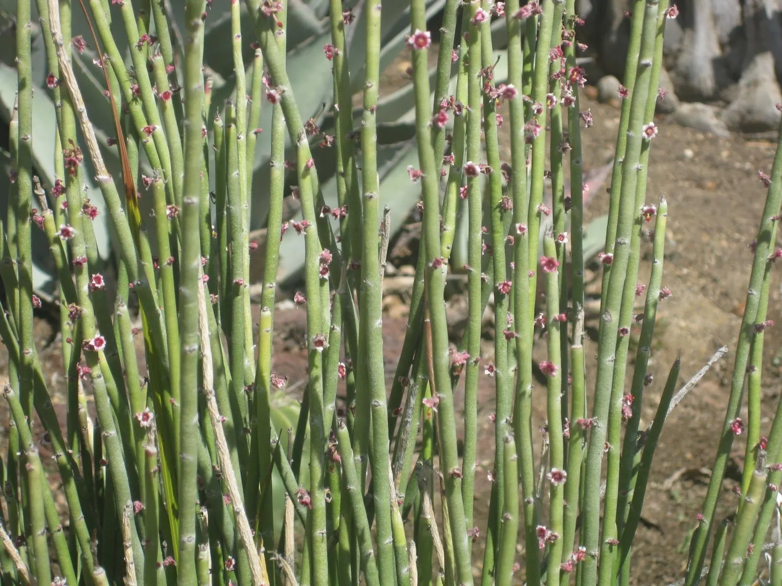 Candelilla, Wax Plant (Euphorbia Antisyphilitica) — Candelilla's waxy coating is harvested for various uses; it features slender, upright, wax-coated stems