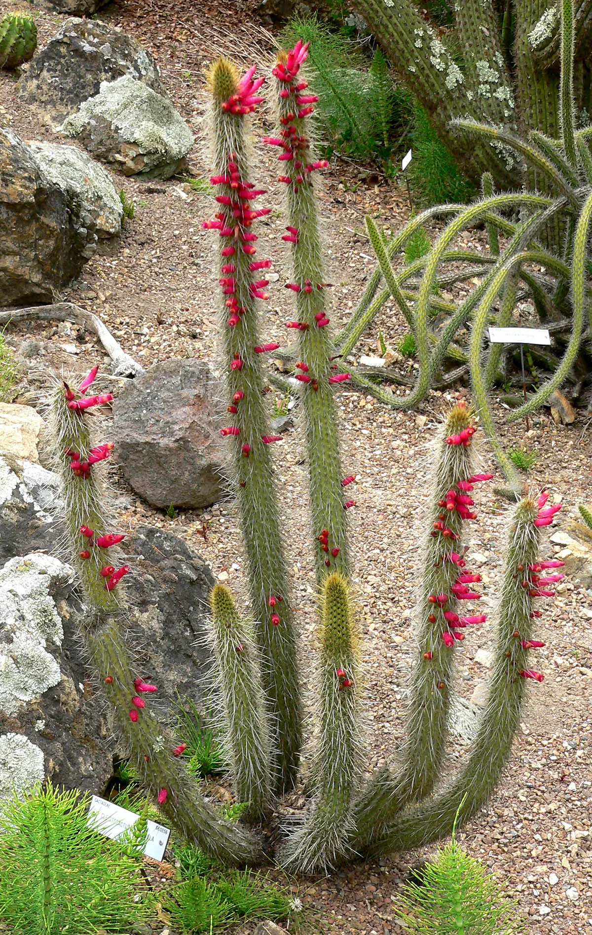 Candelilla, Wax Plant (Euphorbia Antisyphilitica) — waxy coating on its stems; is a drought-tolerant succulent native to the southwestern US and Mexico