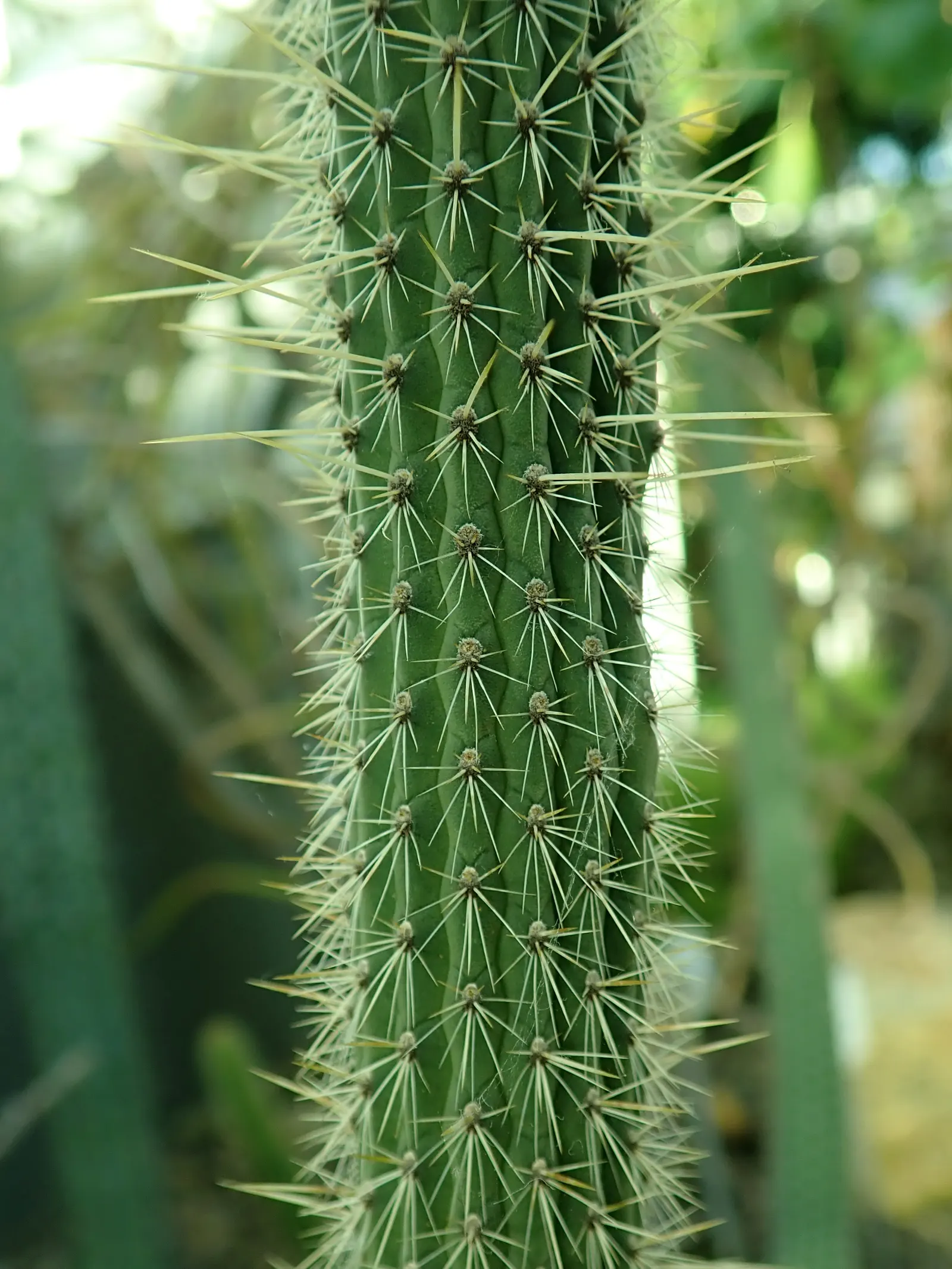 Candelilla, Wax Plant (Euphorbia Antisyphilitica) — waxy coating on its stems
