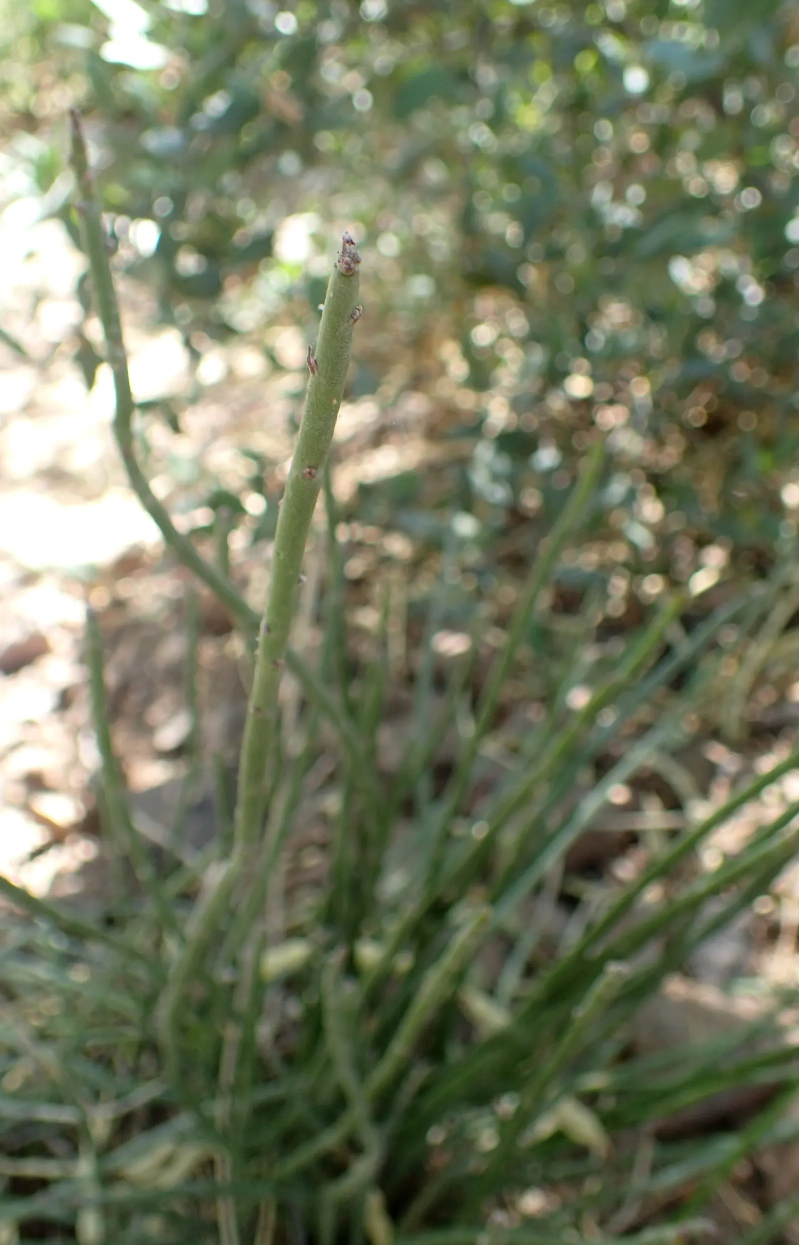 Candelilla, Wax Plant (Euphorbia Antisyphilitica) — as it does not tolerate wet feet