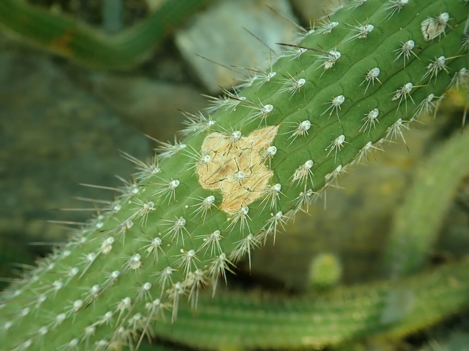 Candelilla, Wax Plant (Euphorbia Antisyphilitica) — it is essential to plant in well-draining soil