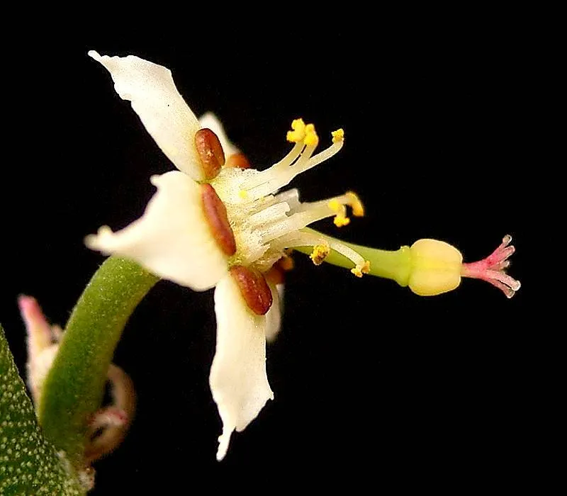 Candelilla, Wax Plant (Euphorbia Antisyphilitica) — Flowering from early spring to summer