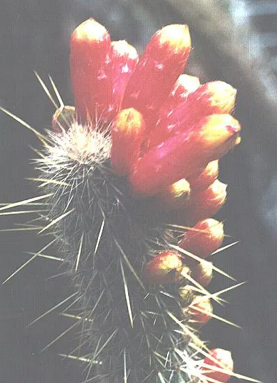 Candelilla, Wax Plant (Euphorbia Antisyphilitica) — Once established, Candelilla requires minimal maintenance, making it an attractive low-care option