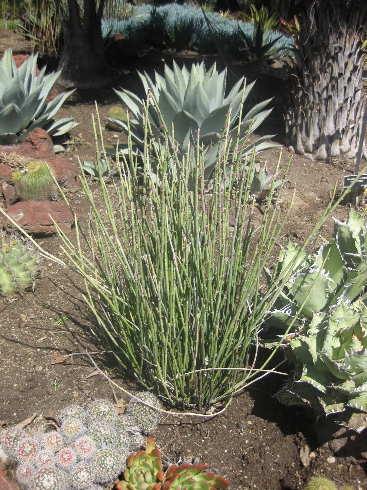 Candelilla, Wax Plant (Euphorbia Antisyphilitica) — This perennial shrub reaches 1-2 feet in height, thriving in full sun and well-draining soil; flowering